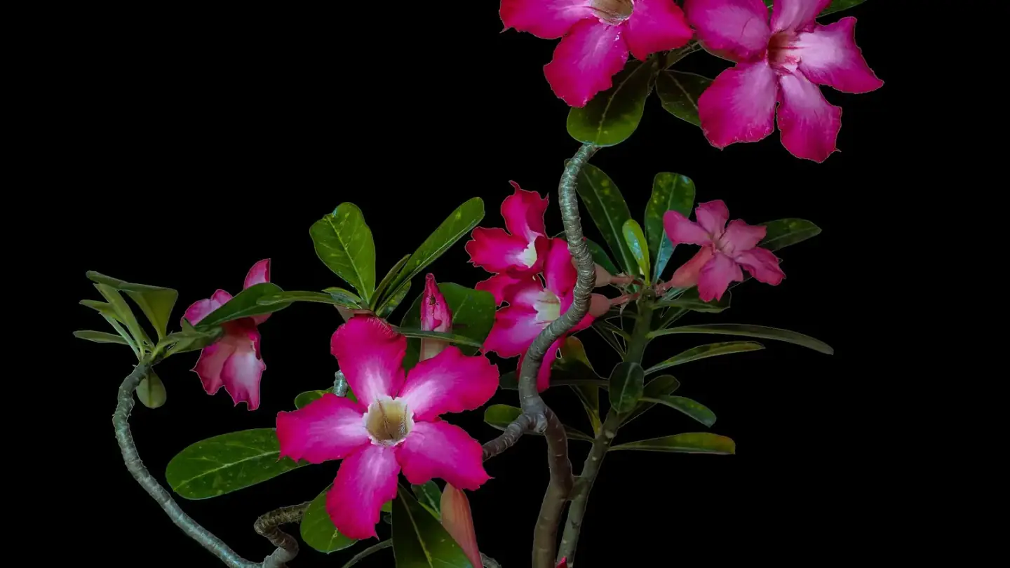 Desert Rose (Adenium obesum) growing in conditions that show its characteristic leaves, stems, flowers, or harvest organ
