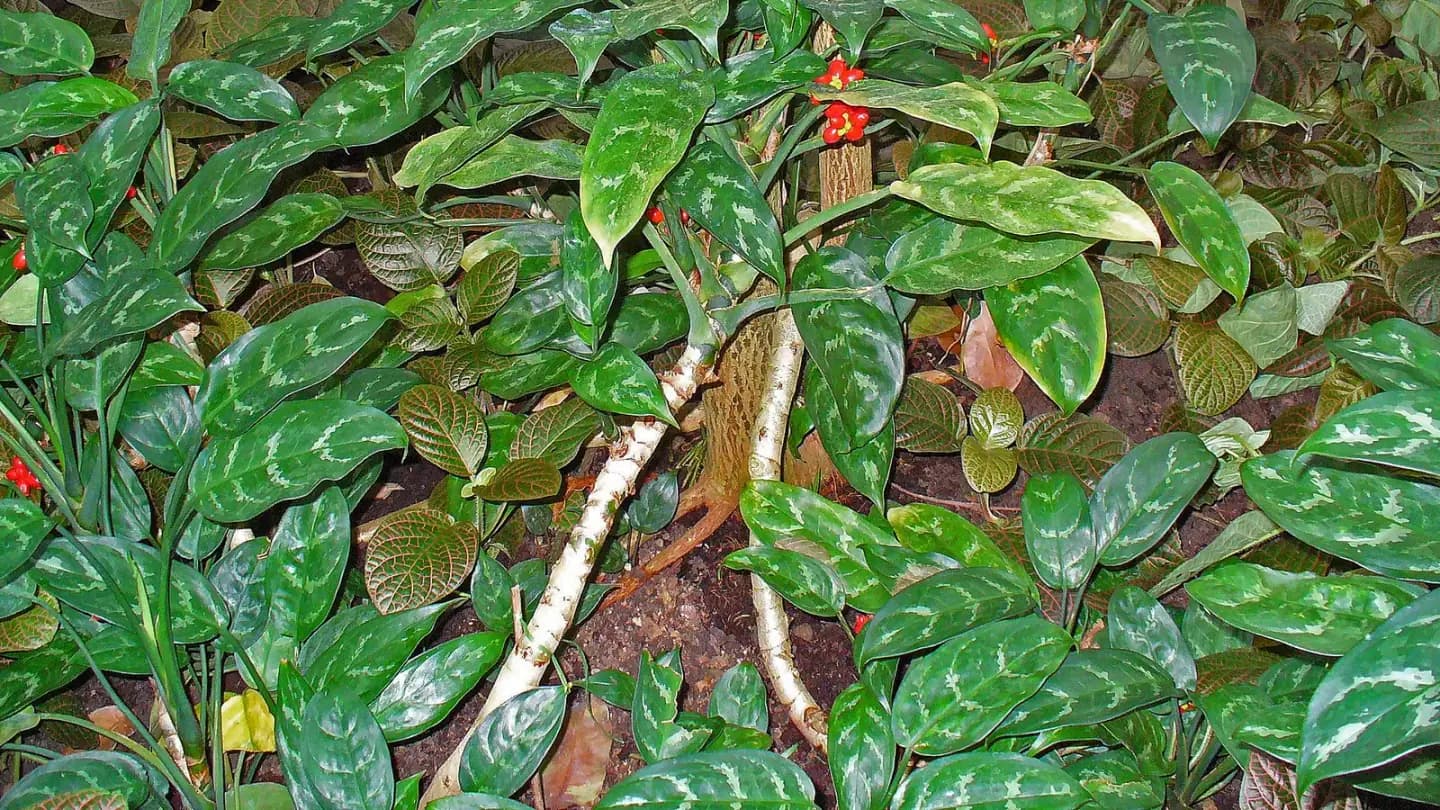 Aglaonema (Aglaonema spp.) growing in conditions that show its characteristic leaves, stems, flowers, or harvest organ