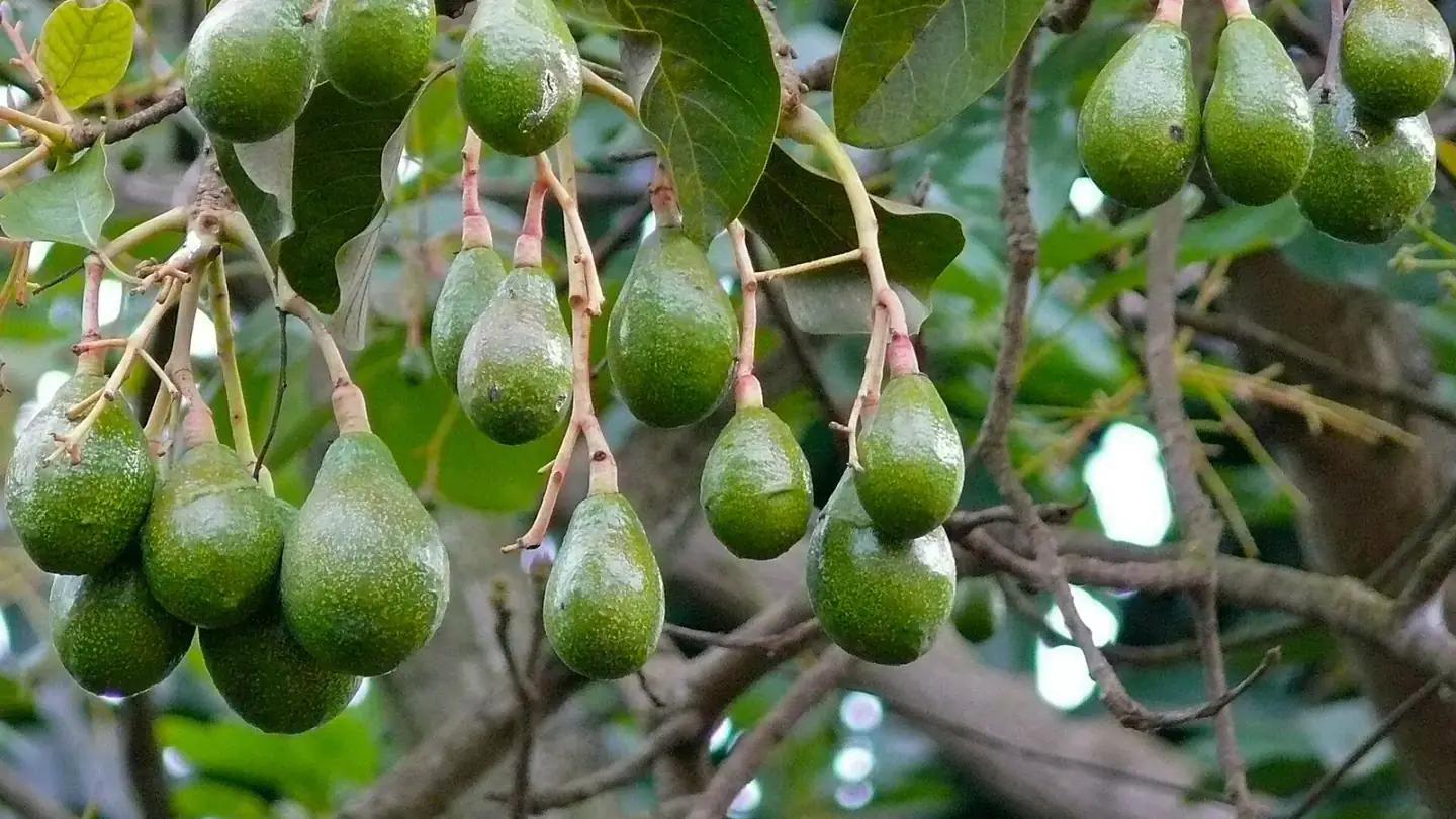 Avocado (Persea americana) growing in conditions that show its characteristic leaves, stems, flowers, or harvest organ