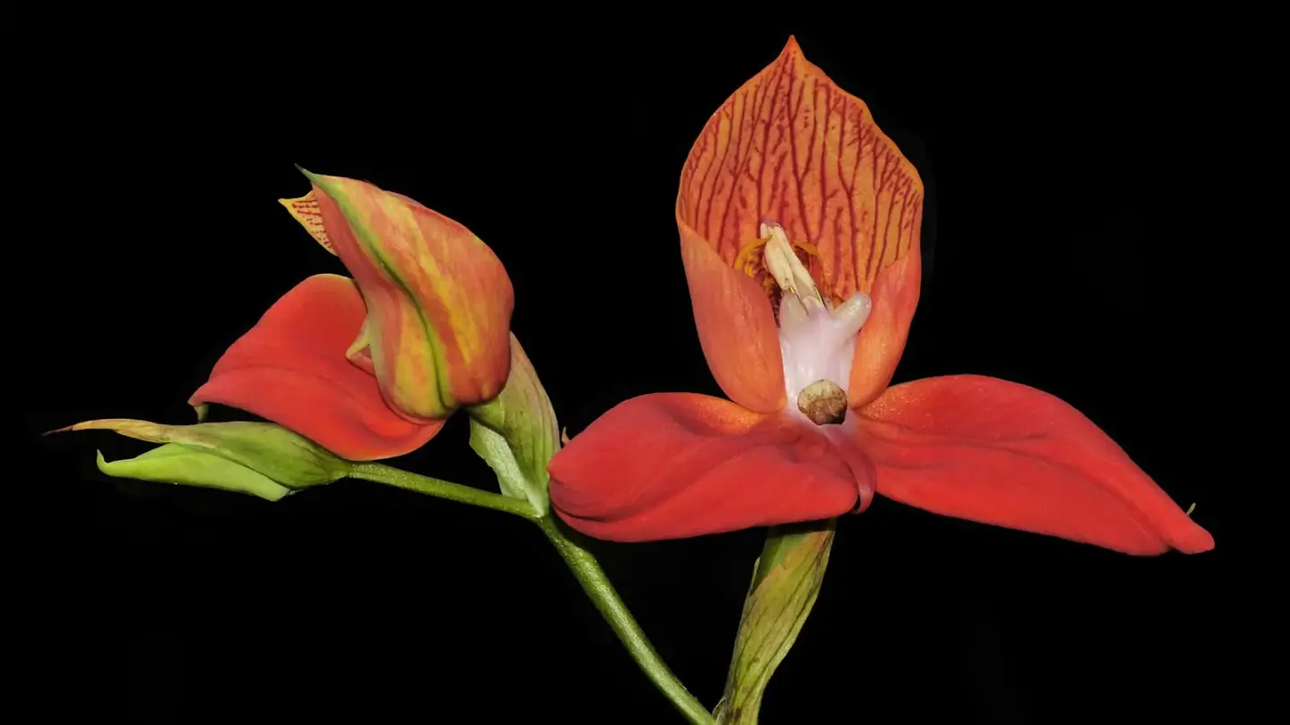 Orchid (Orchidaceae spp.) growing in conditions that show its characteristic leaves, stems, flowers, or harvest organ