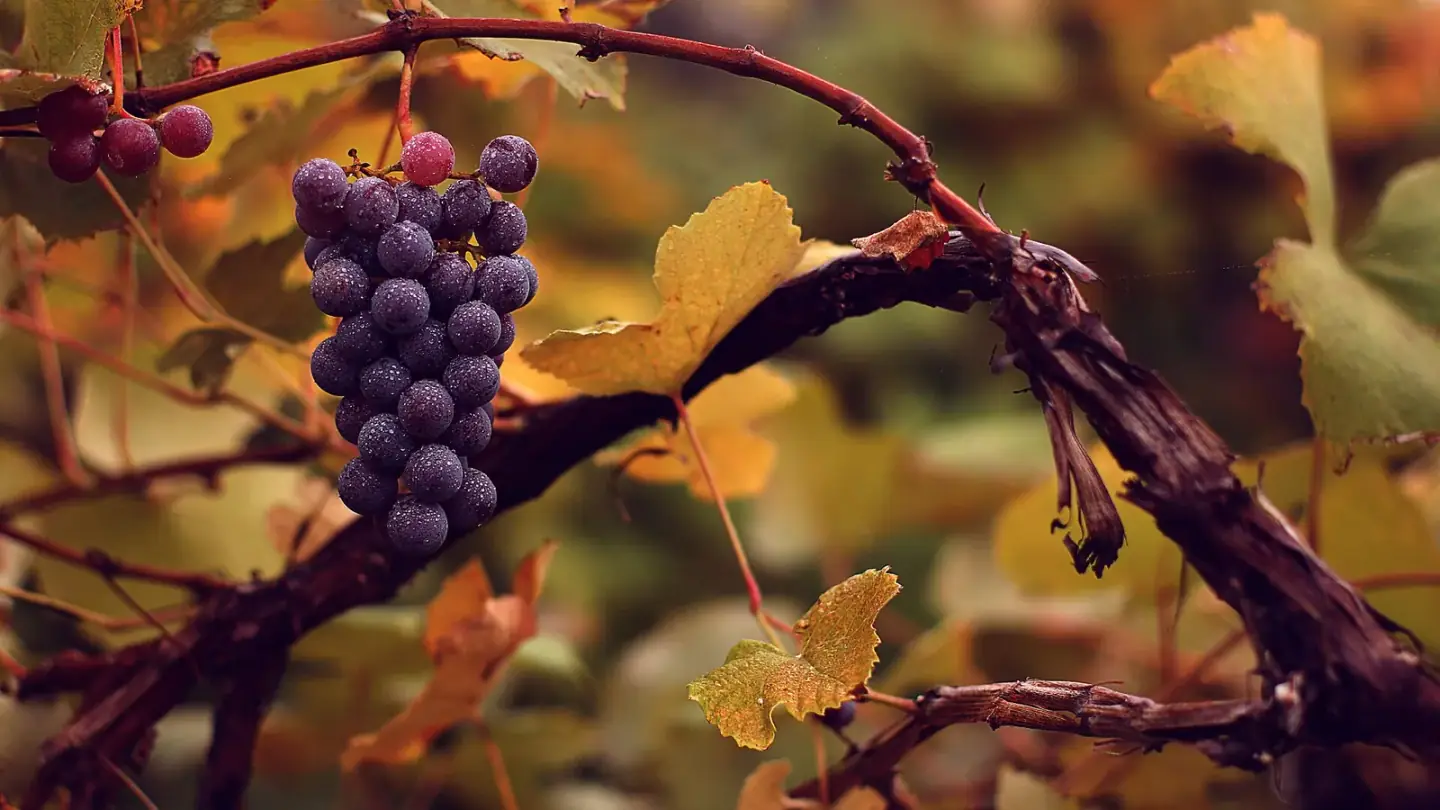 Grape (Vitis vinifera) growing in conditions that show its characteristic leaves, stems, flowers, or harvest organ