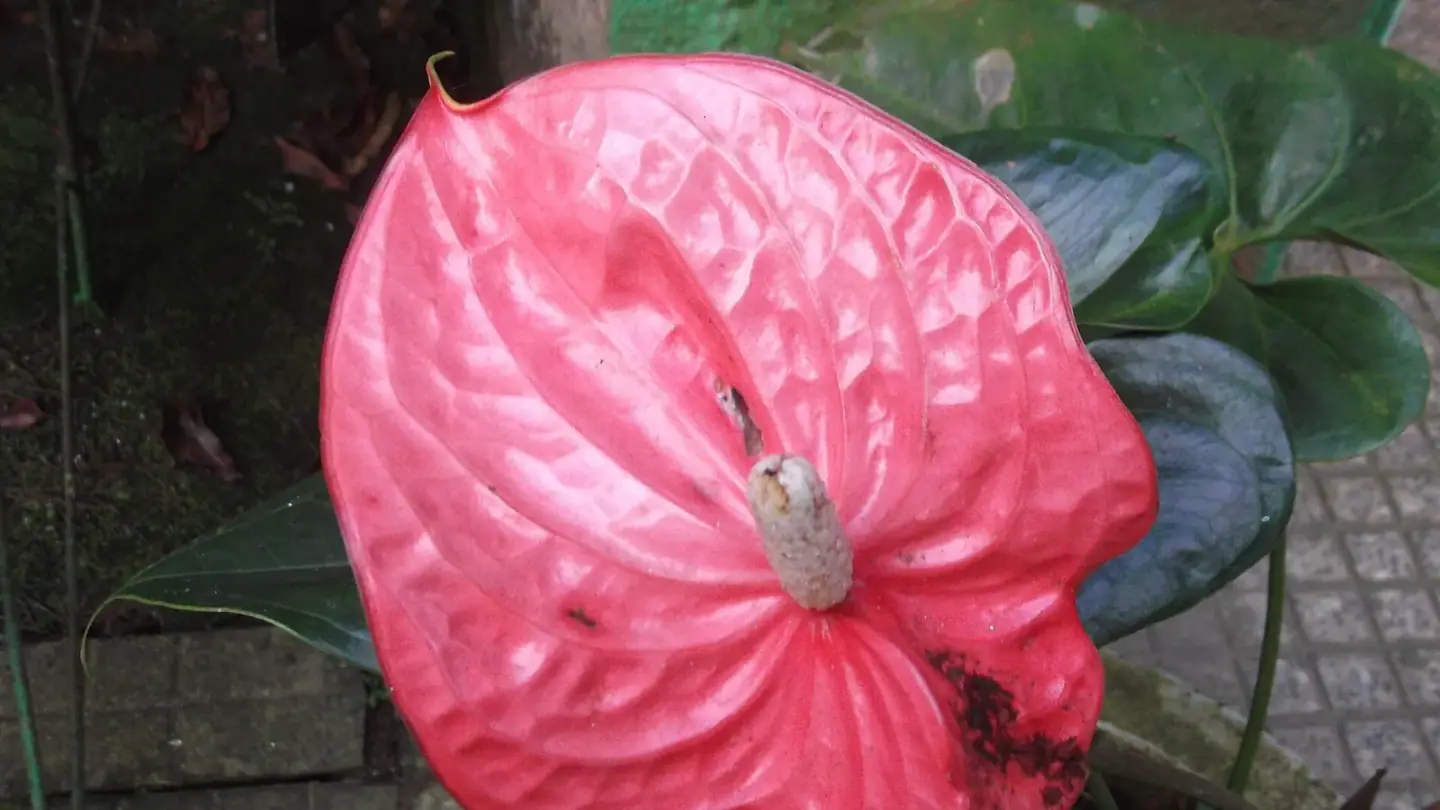 Anthurium (Anthurium andraeanum) growing in conditions that show its characteristic leaves, stems, flowers, or harvest organ