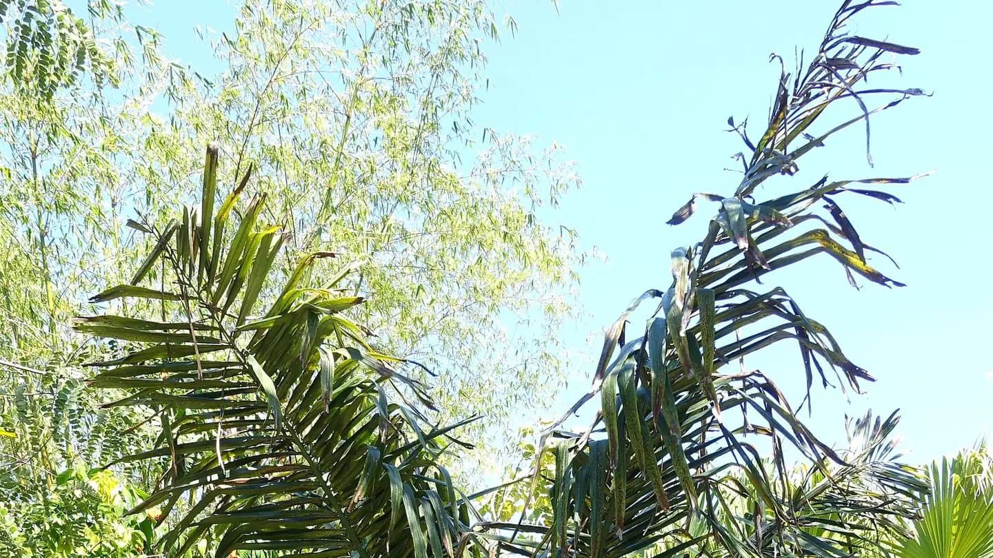 Sugar Palm (Arenga pinnata) growing in conditions that show its characteristic leaves, stems, flowers, or harvest organ