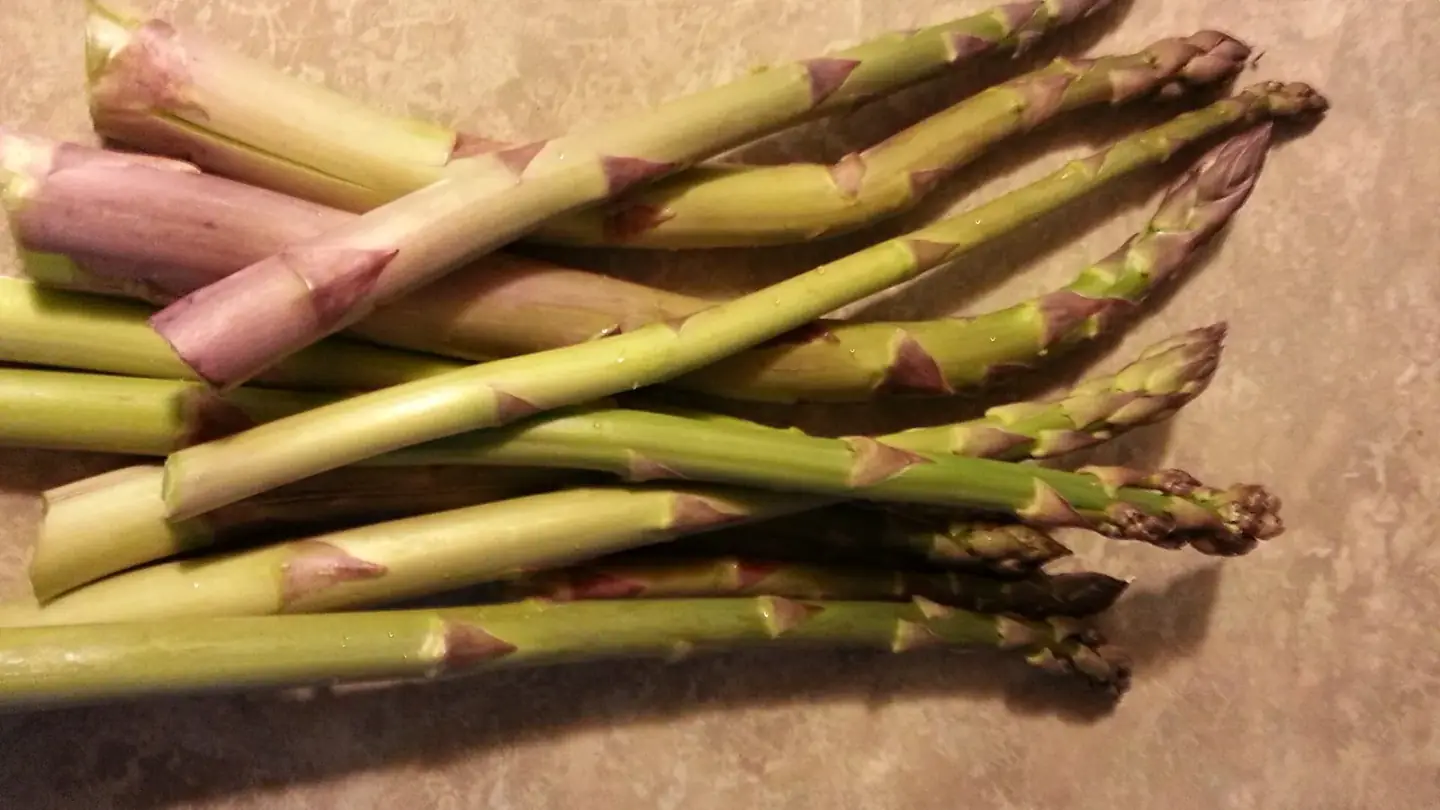 Asparagus (Asparagus officinalis) growing in conditions that show its characteristic leaves, stems, flowers, or harvest organ