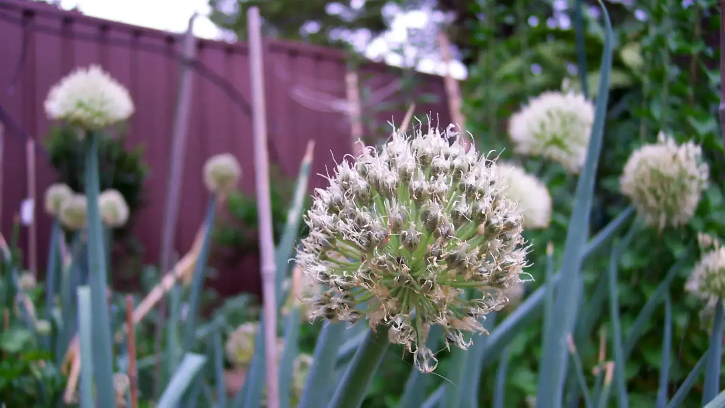 Shallot (Allium cepa Aggregatum Group) growing in conditions that show its characteristic leaves, stems, flowers, or harvest organ