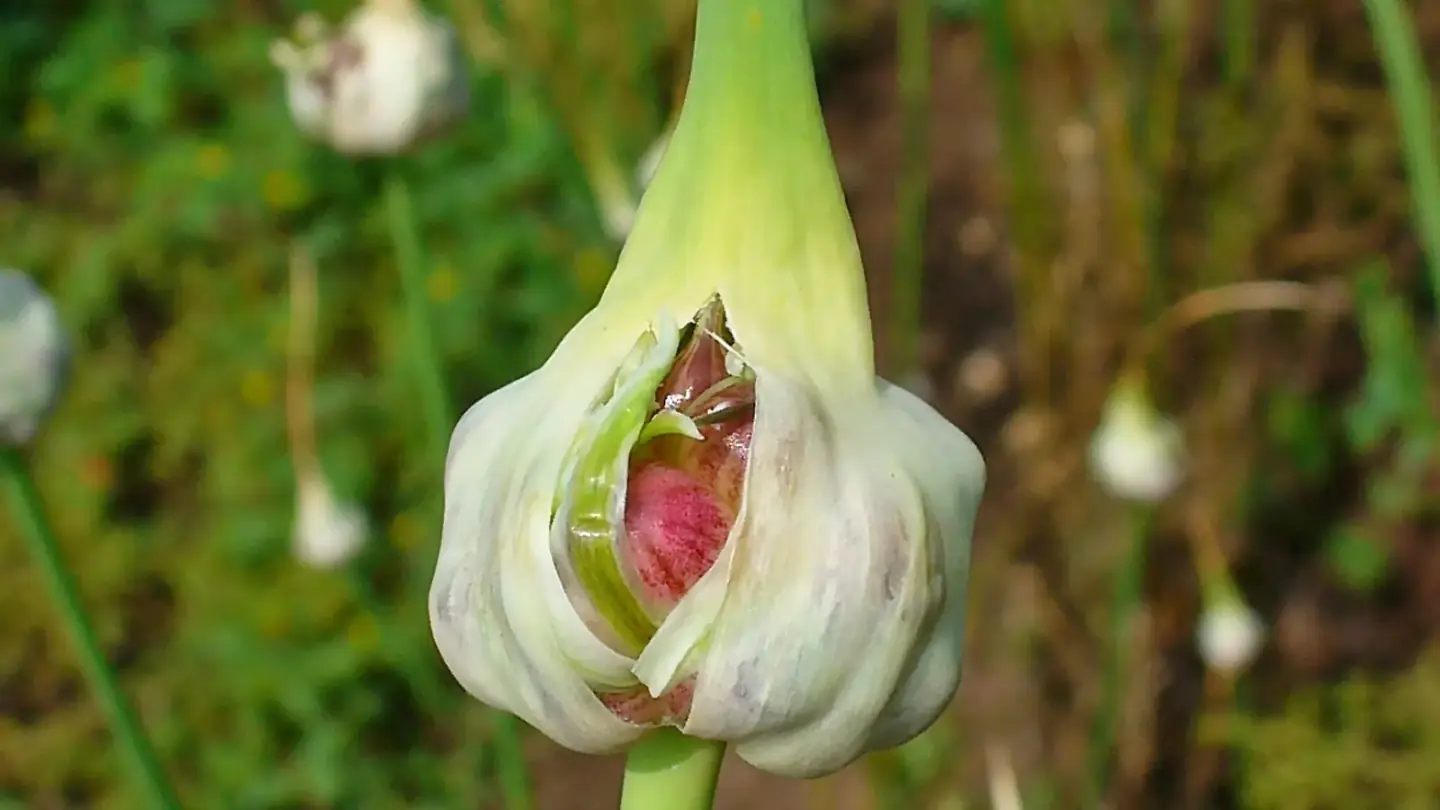 Garlic (Allium sativum) growing in conditions that show its characteristic leaves, stems, flowers, or harvest organ