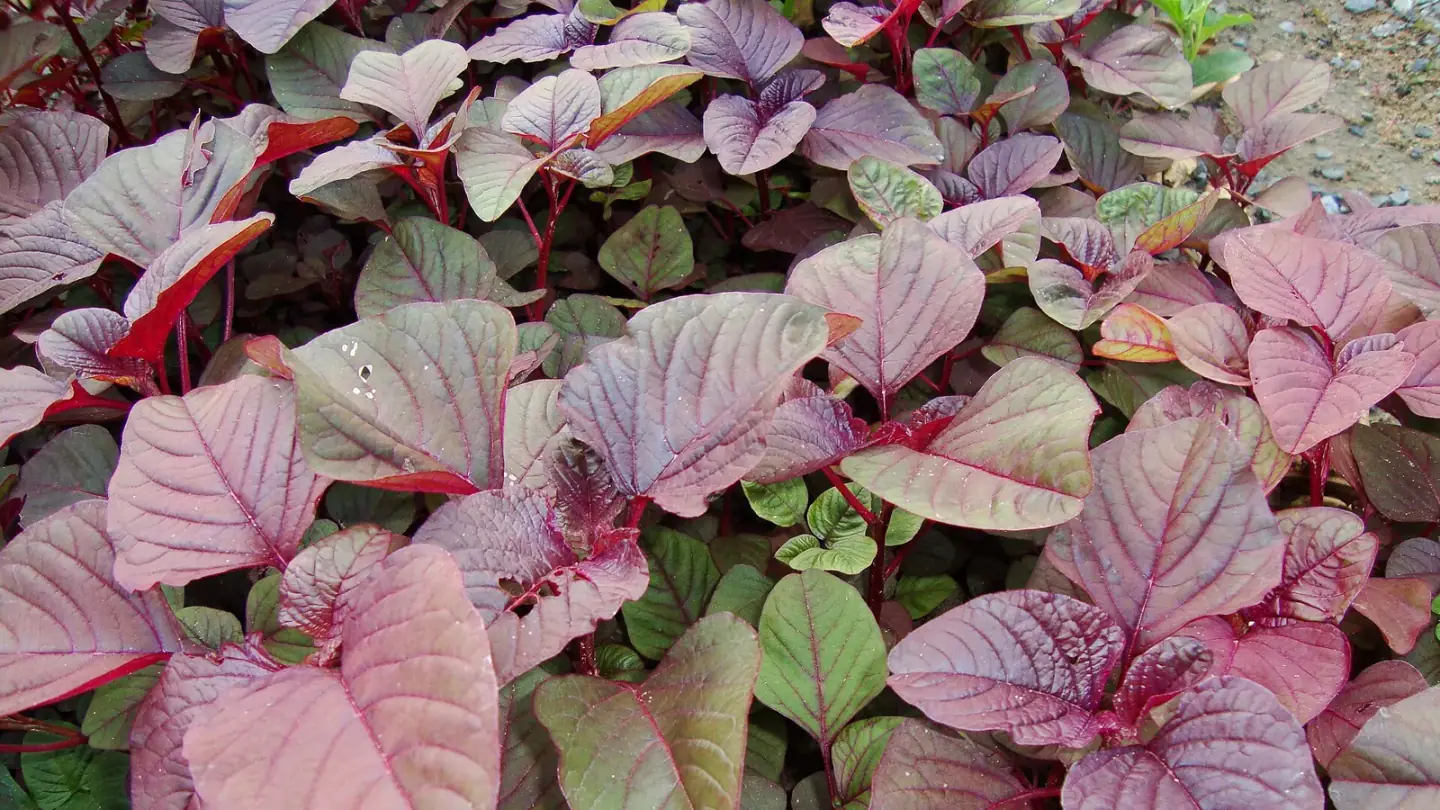 Amaranth (Amaranthus tricolor) growing in conditions that show its characteristic leaves, stems, flowers, or harvest organ