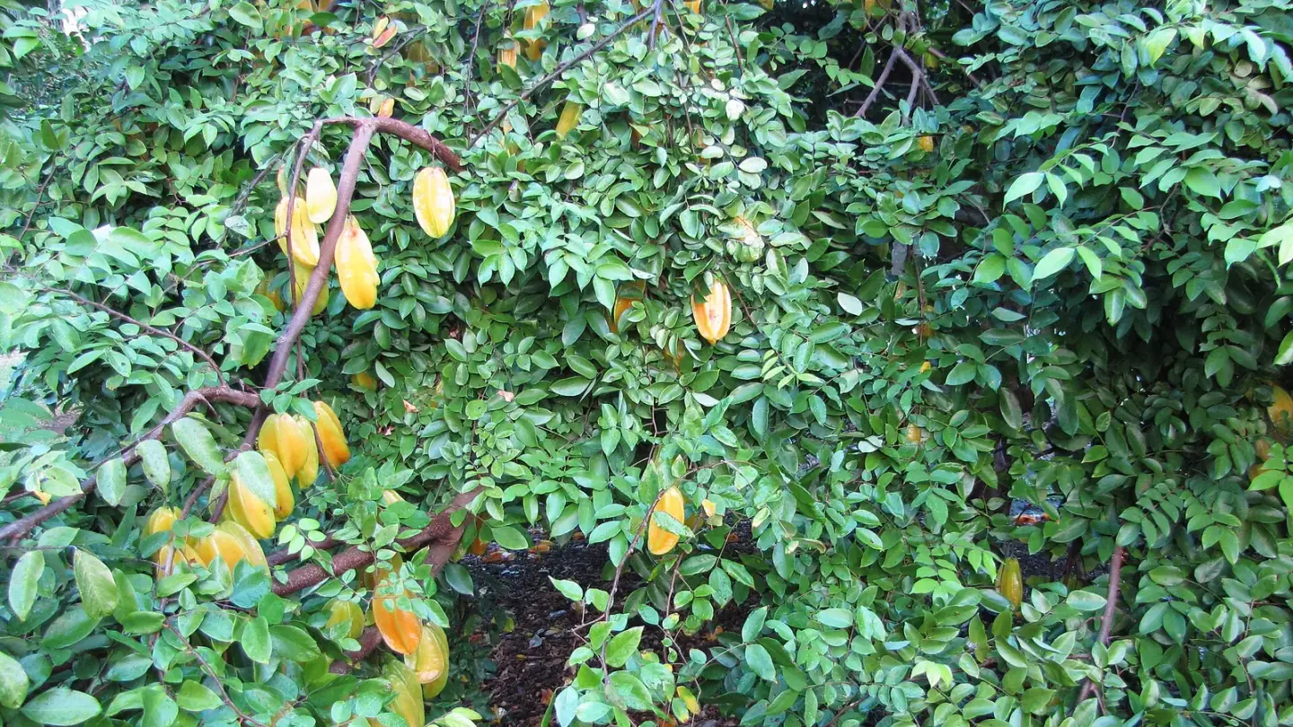 Star Fruit (Averrhoa carambola) growing in conditions that show its characteristic leaves, stems, flowers, or harvest organ