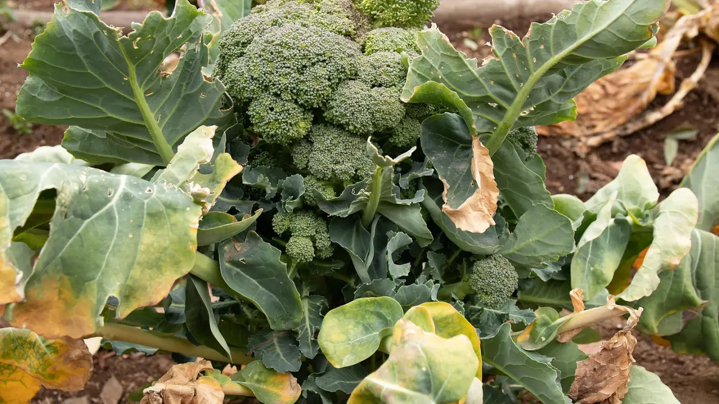 Broccoli (Brassica oleracea var. italica) growing in conditions that show its characteristic leaves, stems, flowers, or harvest organ
