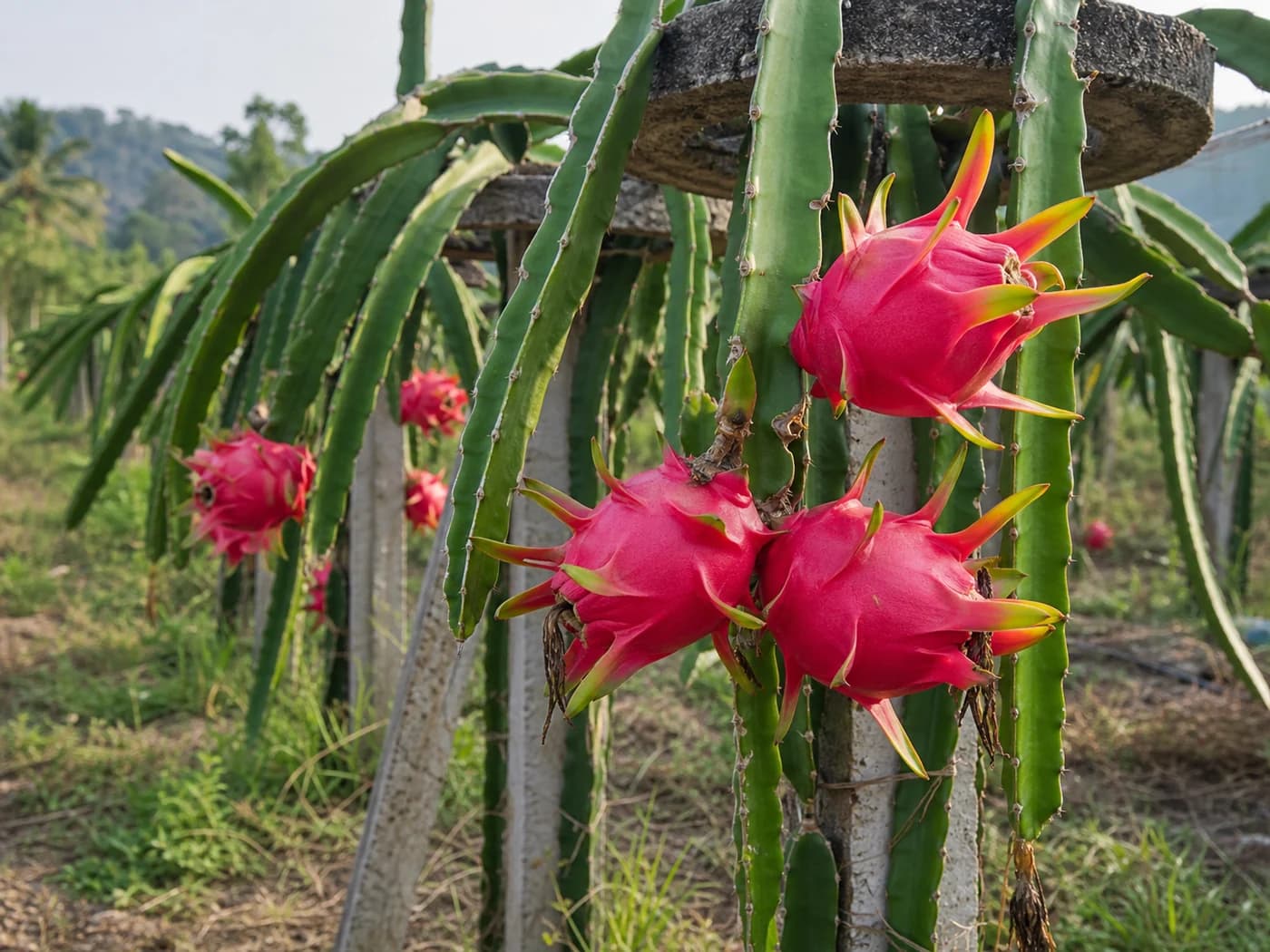 Dragon Fruit (Selenicereus undatus) growing in conditions that show its characteristic leaves, stems, flowers, or harvest organ
