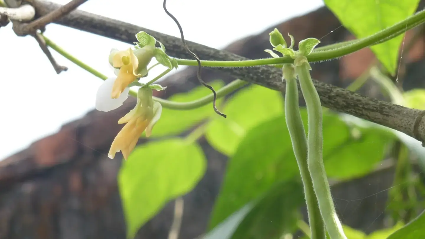 Common Bean (Phaseolus vulgaris) growing in conditions that show its characteristic leaves, stems, flowers, or harvest organ