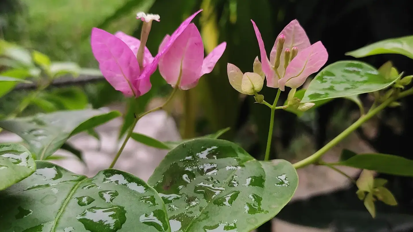 Bougainvillea (Bougainvillea spp.) growing in conditions that show its characteristic leaves, stems, flowers, or harvest organ