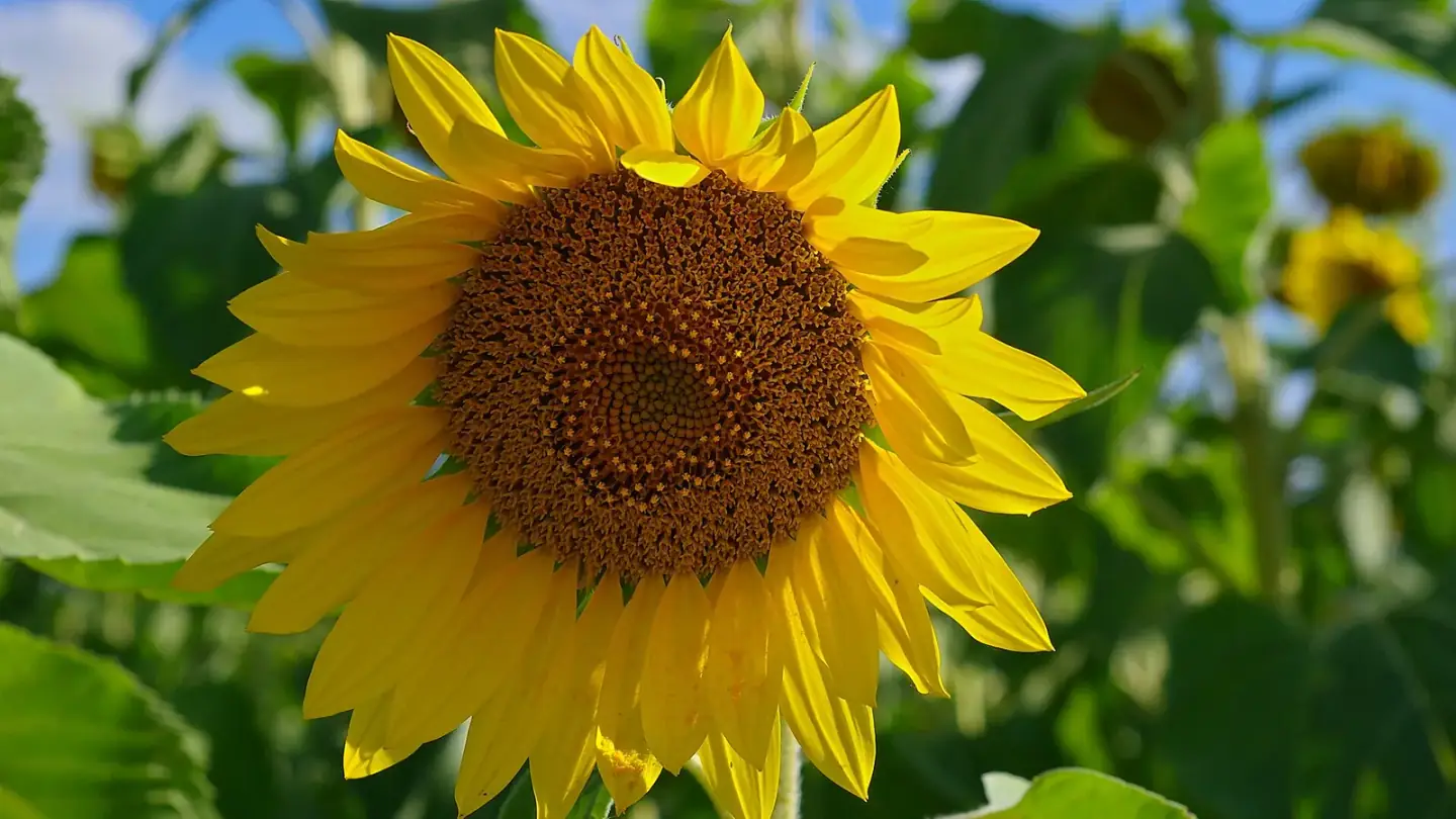 Sunflower (Helianthus annuus) growing in conditions that show its characteristic leaves, stems, flowers, or harvest organ
