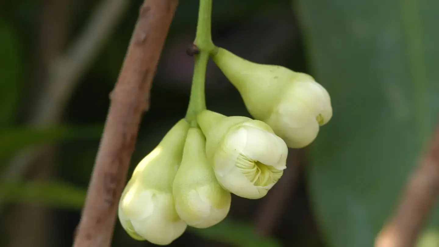 Clove (Syzygium aromaticum) growing in conditions that show its characteristic leaves, stems, flowers, or harvest organ