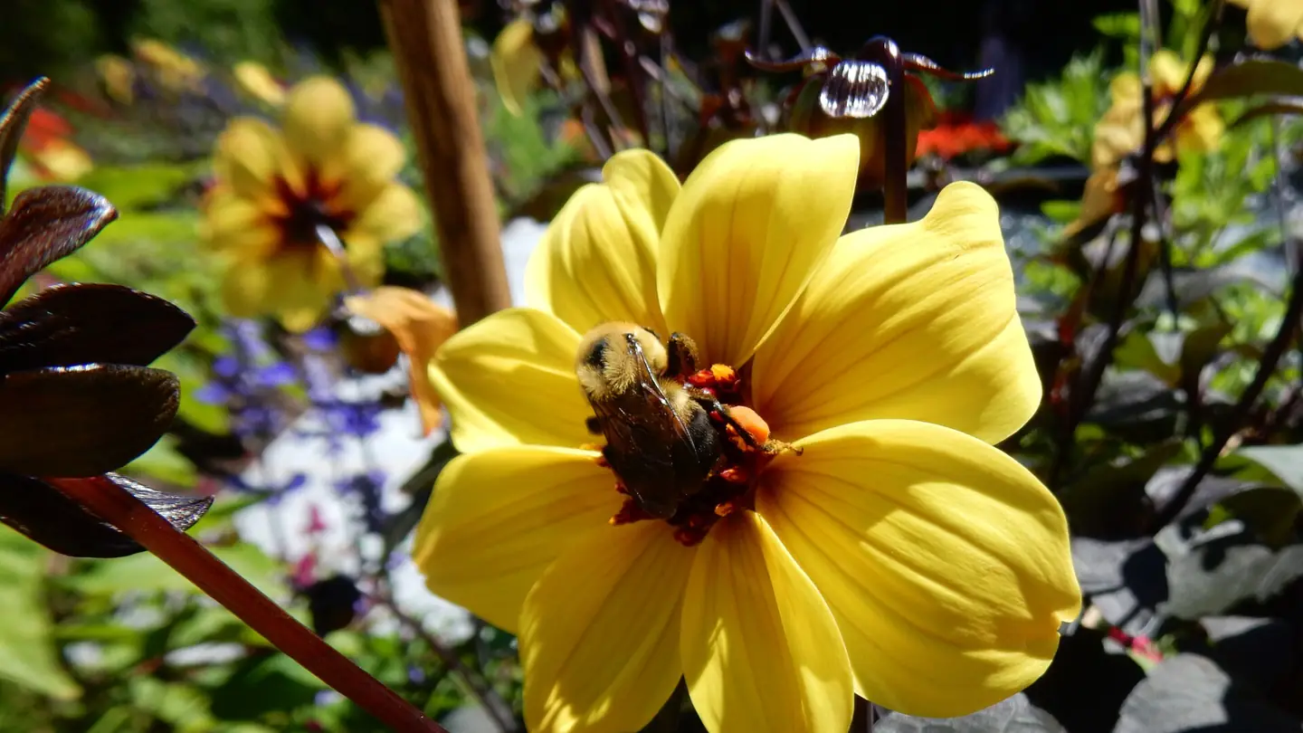 Dahlia (Dahlia pinnata) growing in conditions that show its characteristic leaves, stems, flowers, or harvest organ
