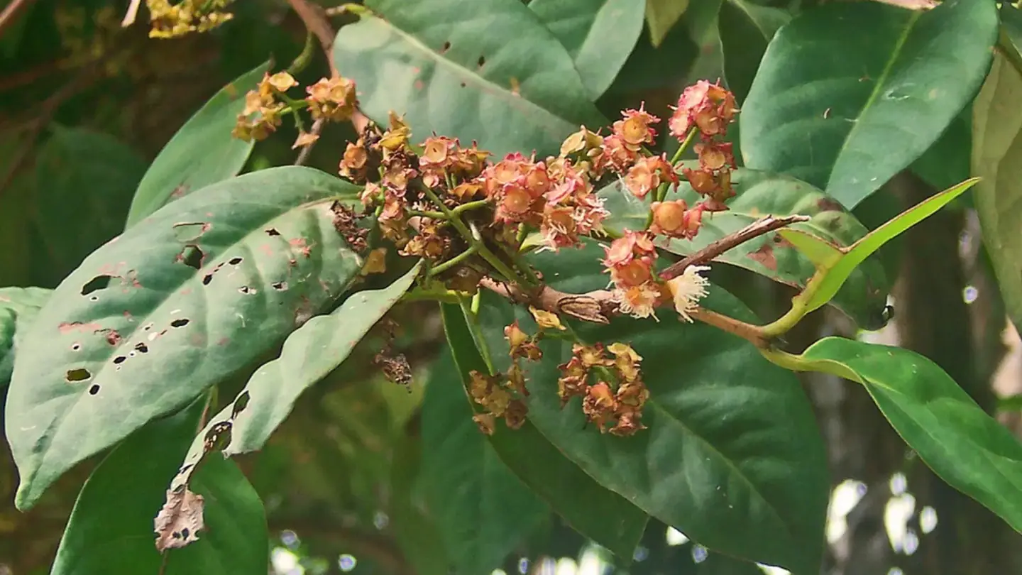 Indonesian Bay Leaf (Syzygium polyanthum) growing in conditions that show its characteristic leaves, stems, flowers, or harvest organ