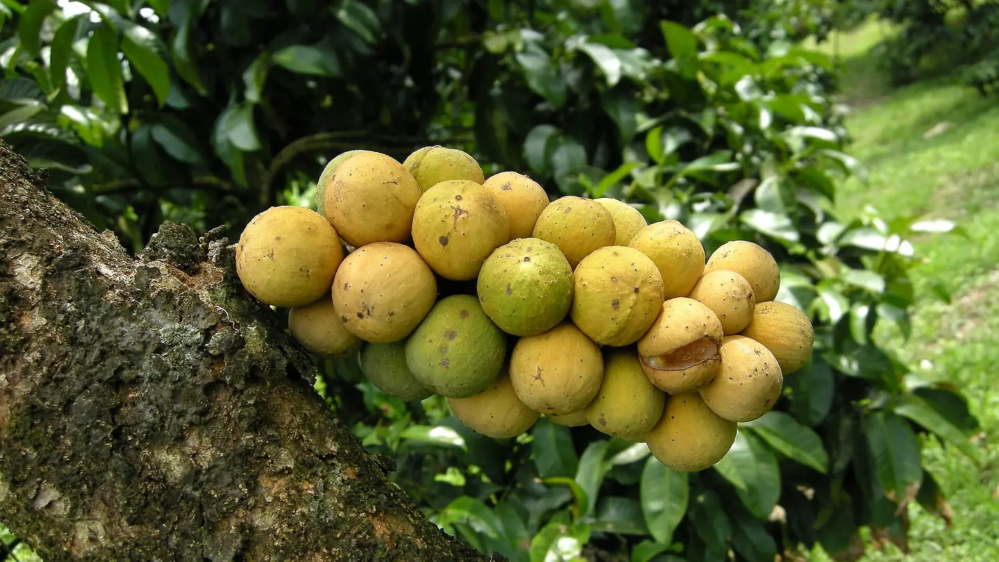 Duku (Lansium parasiticum) growing in conditions that show its characteristic leaves, stems, flowers, or harvest organ