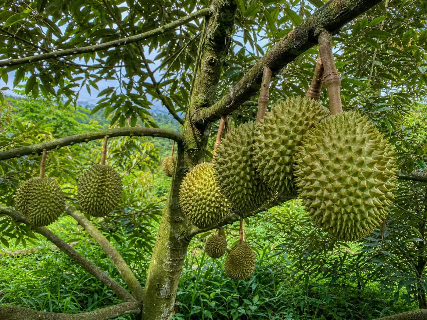 A mature durian tree carrying green spiked fruit in a tropical Indonesian orchard