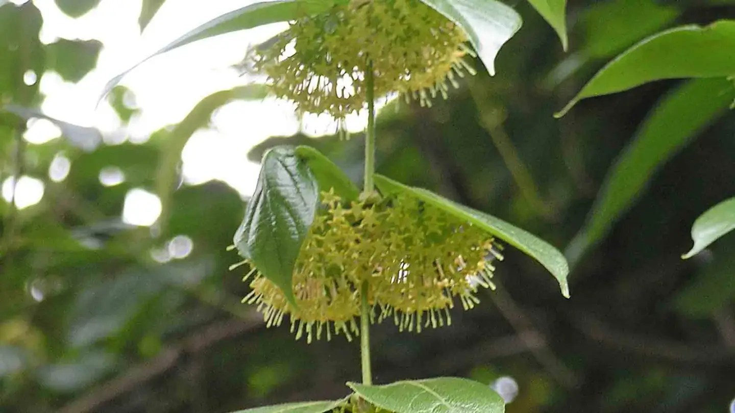Gambier (Uncaria gambir) growing in conditions that show its characteristic leaves, stems, flowers, or harvest organ