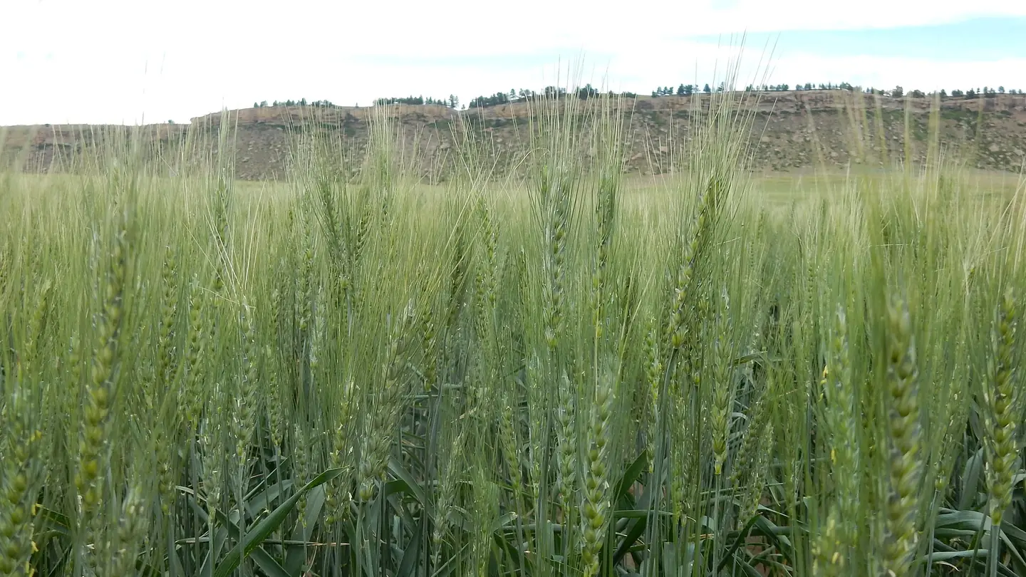 Wheat (Triticum aestivum) growing in conditions that show its characteristic leaves, stems, flowers, or harvest organ