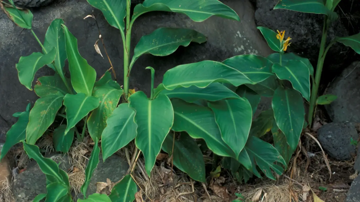 Edible Canna (Canna indica) growing in conditions that show its characteristic leaves, stems, flowers, or harvest organ