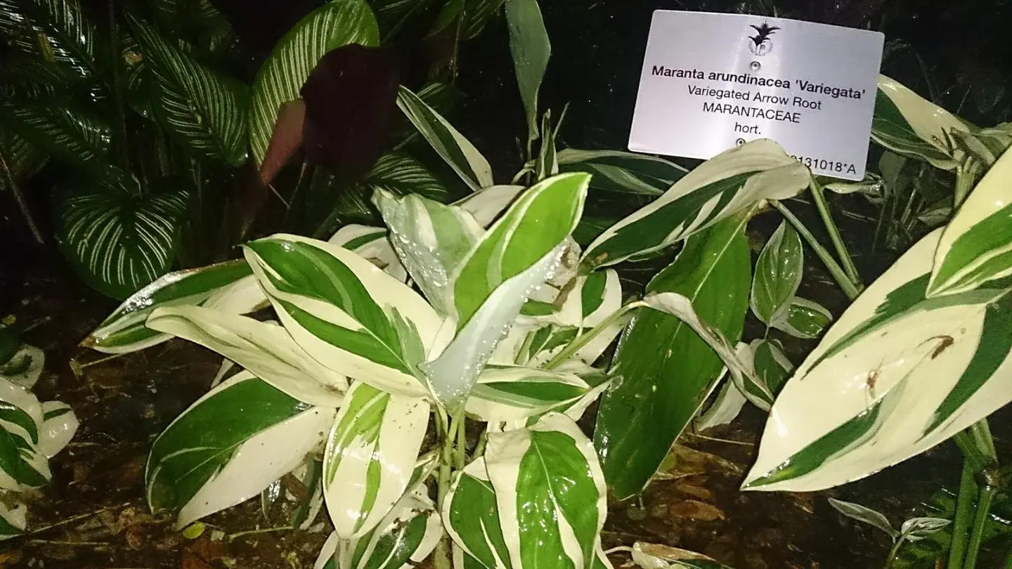 Arrowroot (Maranta arundinacea) growing in conditions that show its characteristic leaves, stems, flowers, or harvest organ