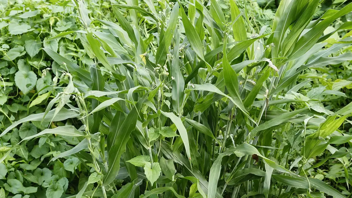 Job's Tears (Coix lacryma-jobi) growing in conditions that show its characteristic leaves, stems, flowers, or harvest organ
