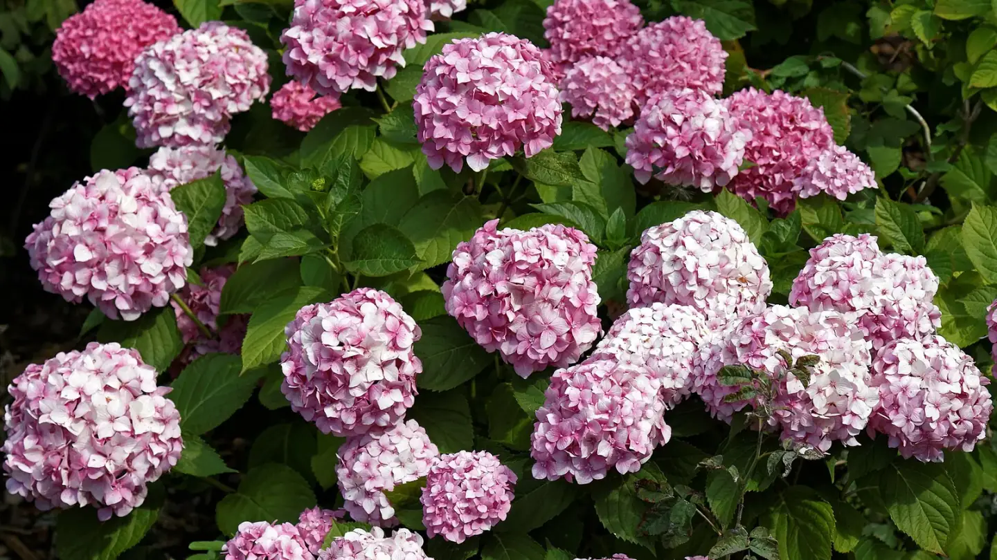 Hydrangea (Hydrangea macrophylla) growing in conditions that show its characteristic leaves, stems, flowers, or harvest organ