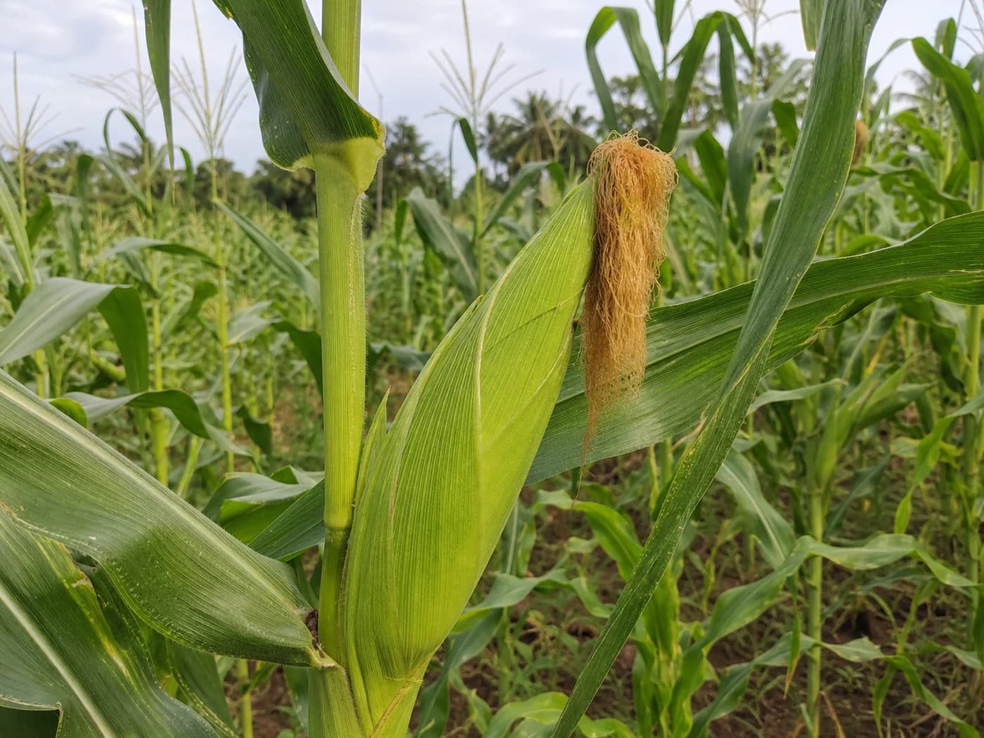 Maize (Zea mays) growing in conditions that show its characteristic leaves, stems, flowers, or harvest organ