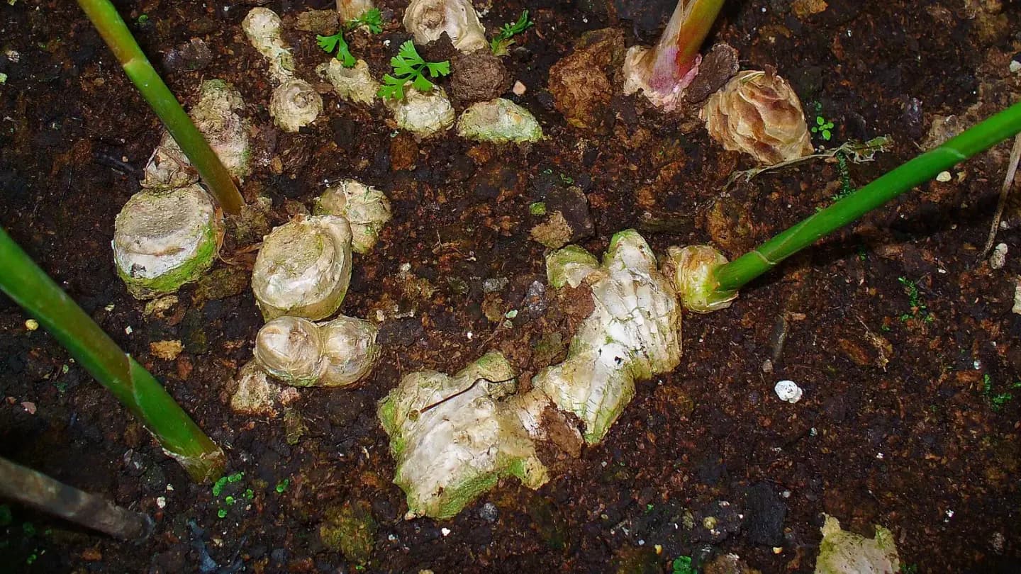 Ginger (Zingiber officinale) growing in conditions that show its characteristic leaves, stems, flowers, or harvest organ