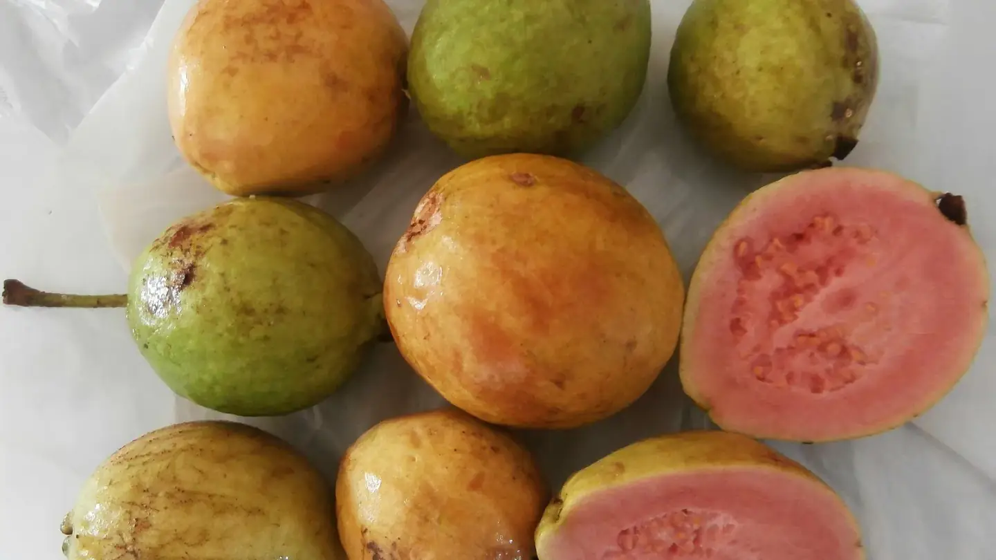 Guava (Psidium guajava) growing in conditions that show its characteristic leaves, stems, flowers, or harvest organ