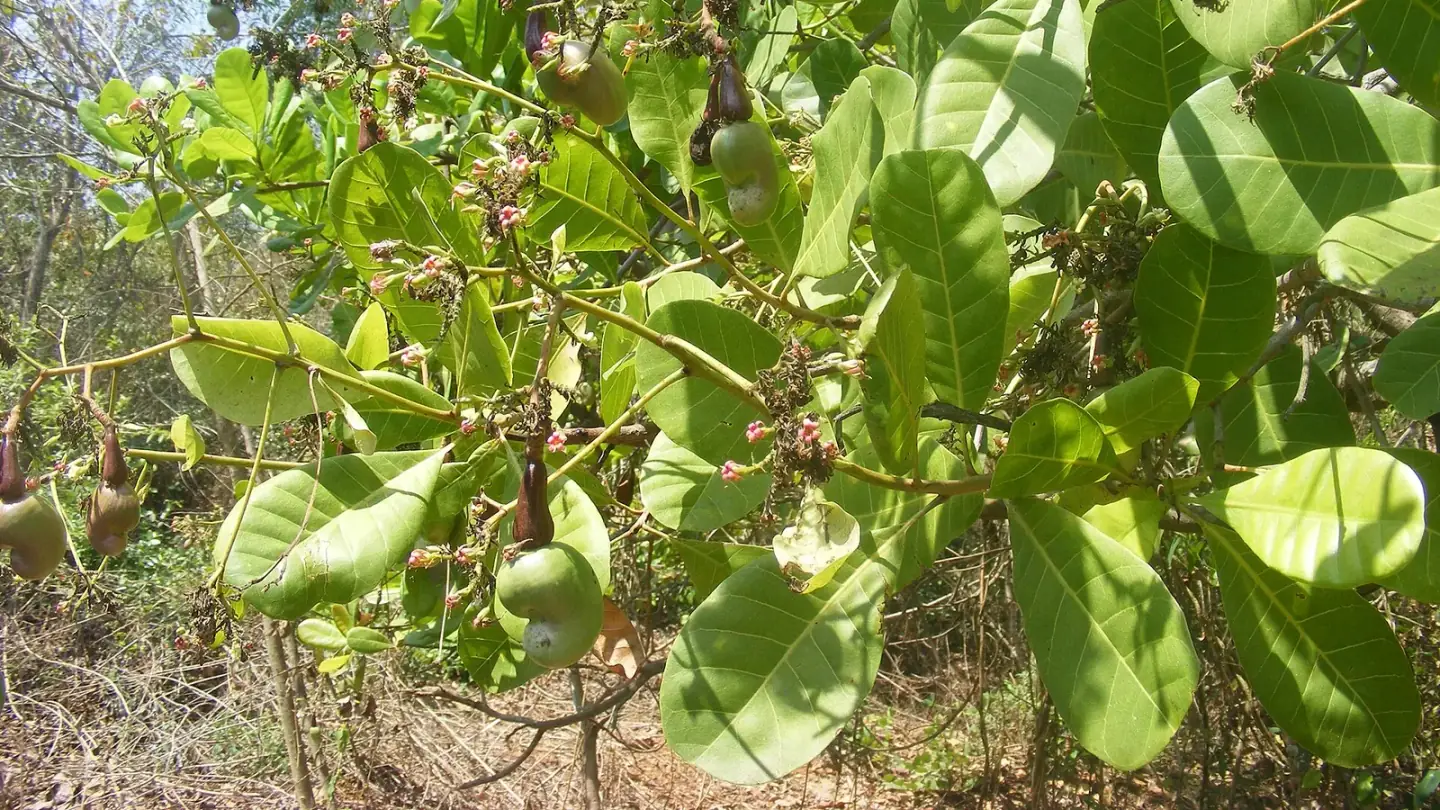 Cashew (Anacardium occidentale) growing in conditions that show its characteristic leaves, stems, flowers, or harvest organ