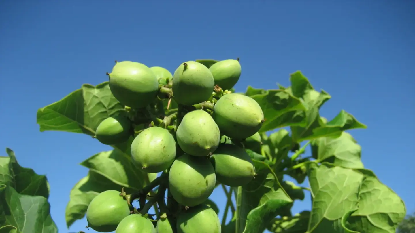 Physic Nut (Jatropha curcas) growing in conditions that show its characteristic leaves, stems, flowers, or harvest organ