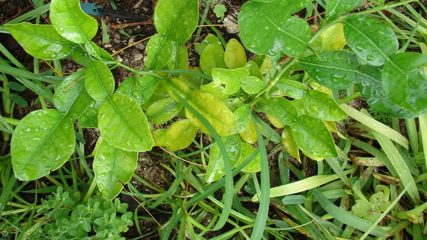Makrut Lime (Citrus hystrix) growing in conditions that show its characteristic leaves, stems, flowers, or harvest organ