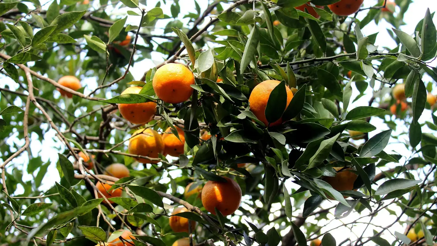Citrus (Citrus spp.) growing in conditions that show its characteristic leaves, stems, flowers, or harvest organ