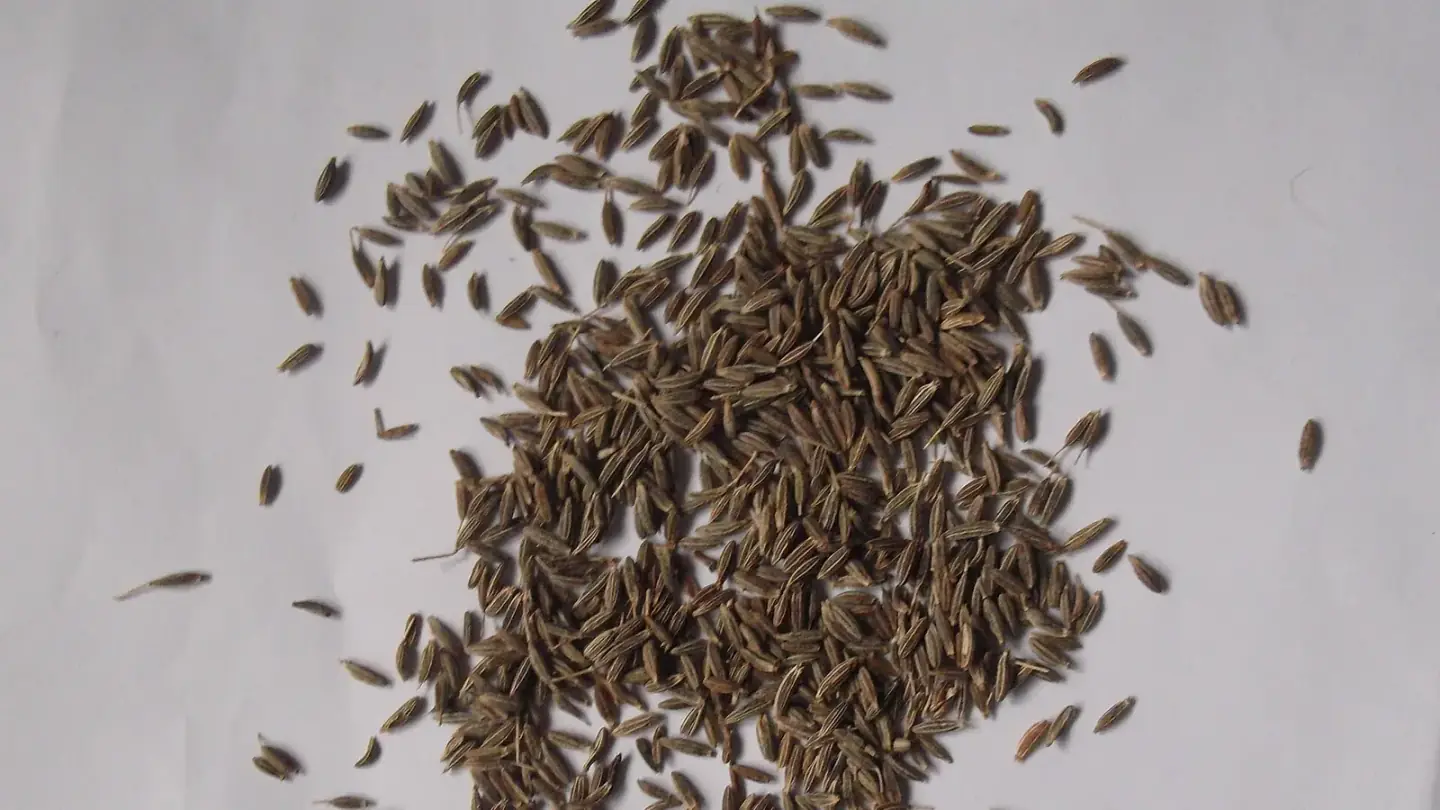 Cumin (Cuminum cyminum) growing in conditions that show its characteristic leaves, stems, flowers, or harvest organ