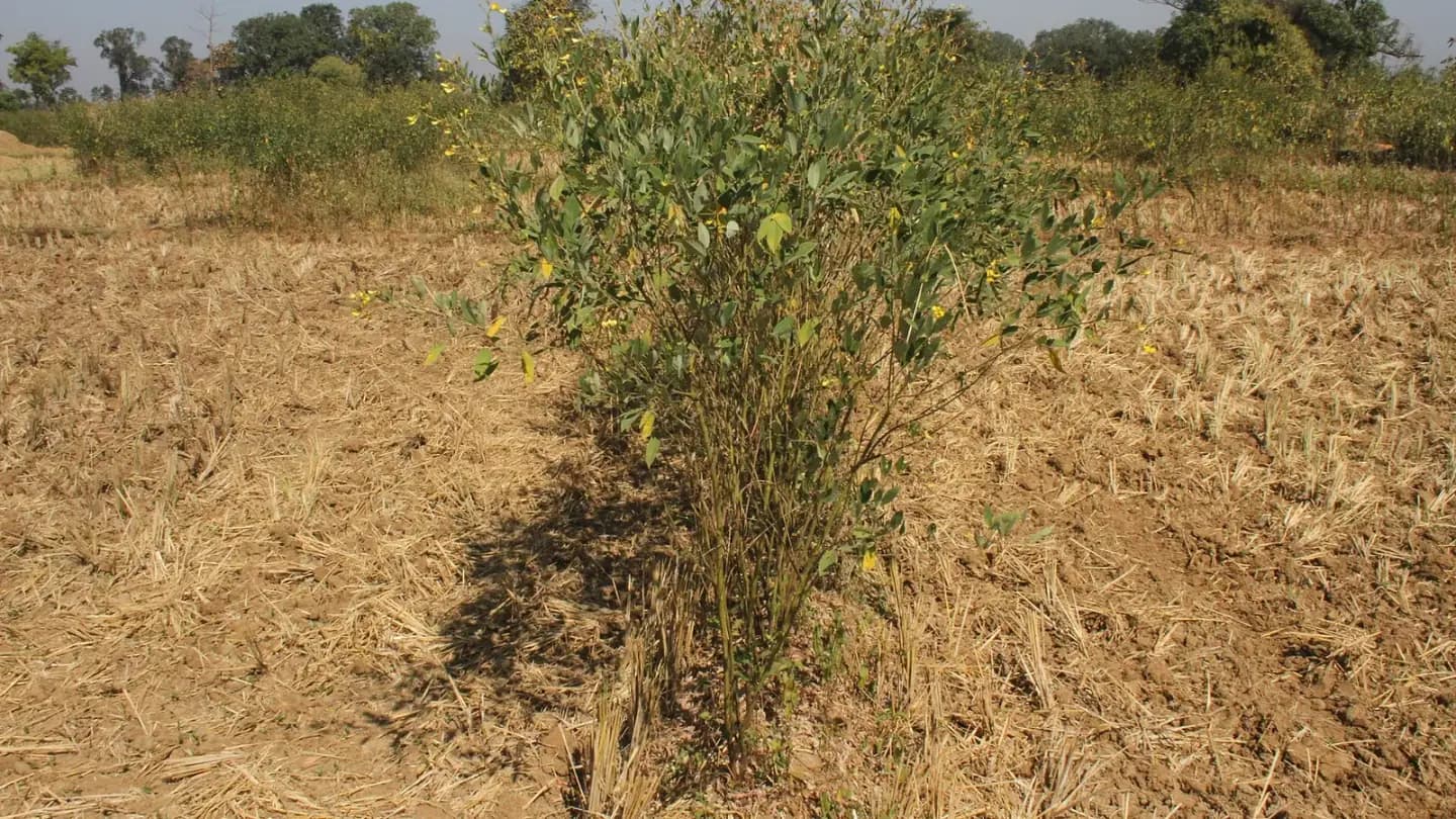 Pigeon Pea (Cajanus cajan) growing in conditions that show its characteristic leaves, stems, flowers, or harvest organ