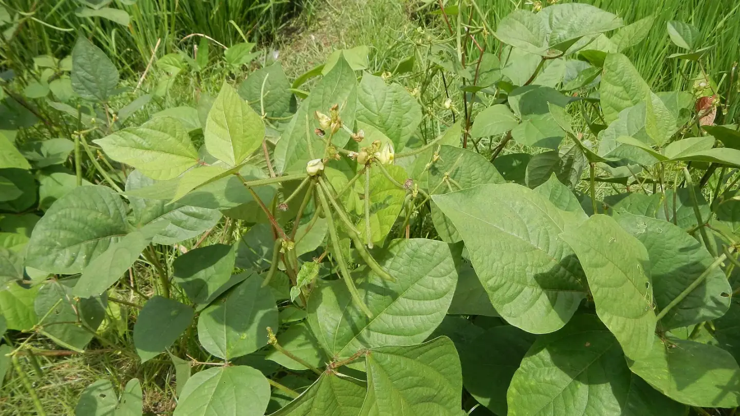 Mung Bean (Vigna radiata) growing in conditions that show its characteristic leaves, stems, flowers, or harvest organ
