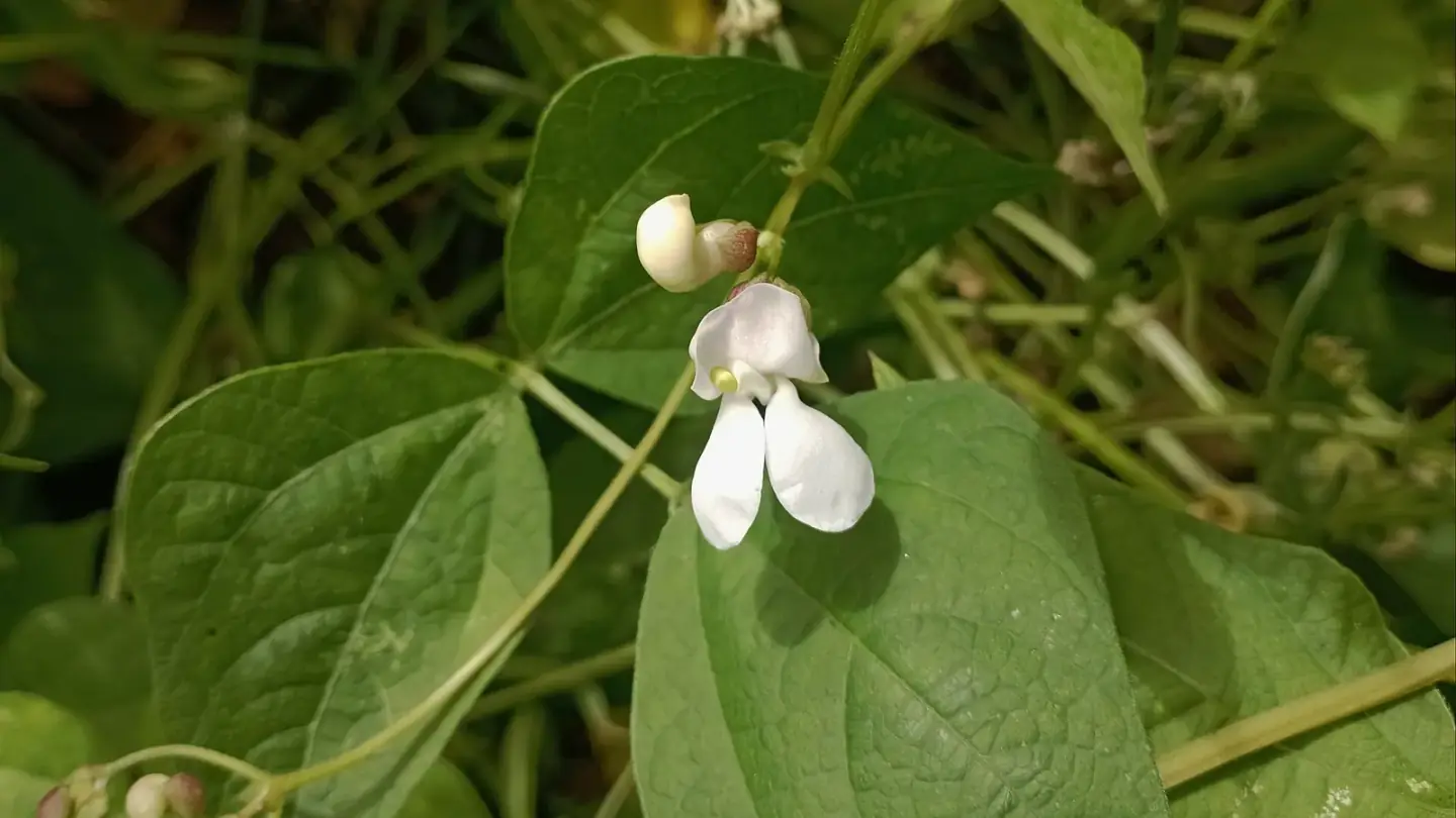 Kidney Bean (Phaseolus vulgaris) growing in conditions that show its characteristic leaves, stems, flowers, or harvest organ