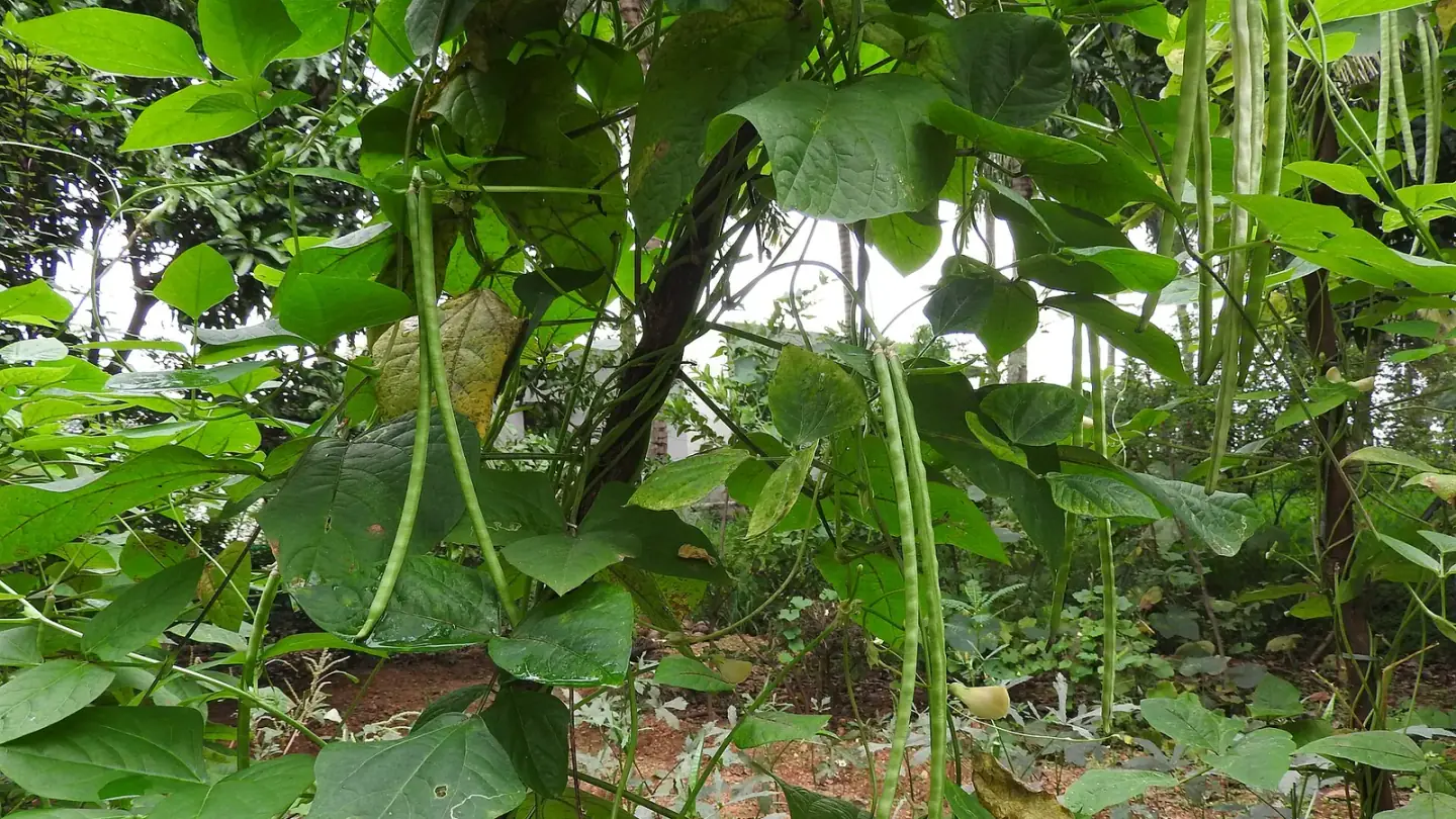 Yardlong Bean (Vigna unguiculata subsp. sesquipedalis) growing in conditions that show its characteristic leaves, stems, flowers, or harvest organ