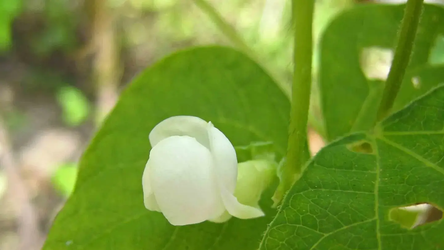 Cowpea (Vigna unguiculata) growing in conditions that show its characteristic leaves, stems, flowers, or harvest organ