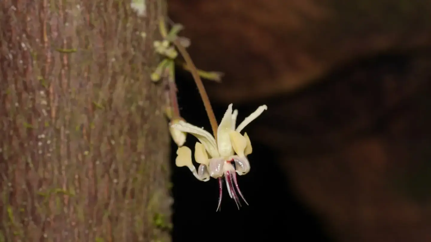 Cocoa (Theobroma cacao) growing in conditions that show its characteristic leaves, stems, flowers, or harvest organ