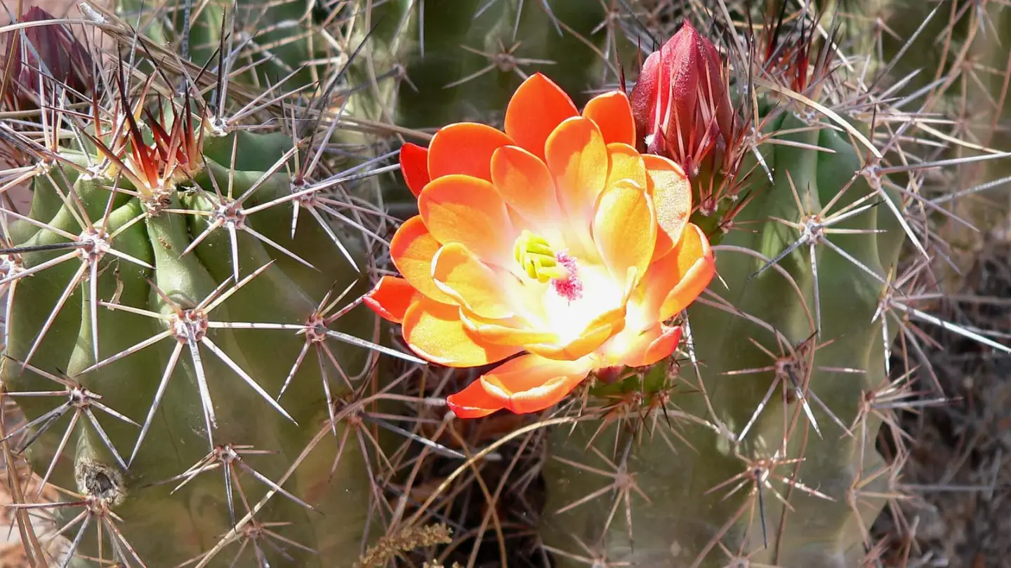 Cactus (Cactaceae spp.) growing in conditions that show its characteristic leaves, stems, flowers, or harvest organ