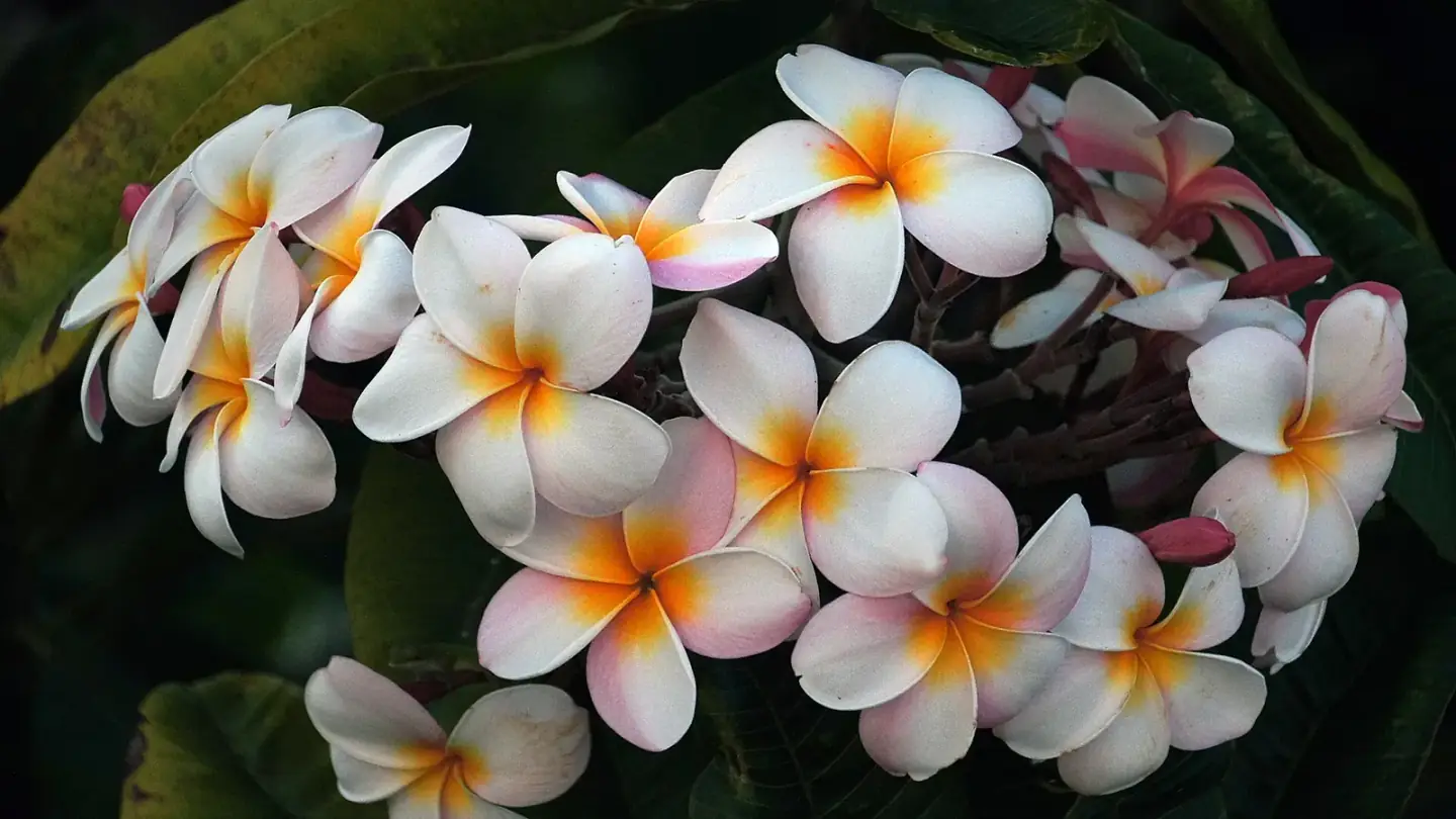 Frangipani (Plumeria spp.) growing in conditions that show its characteristic leaves, stems, flowers, or harvest organ