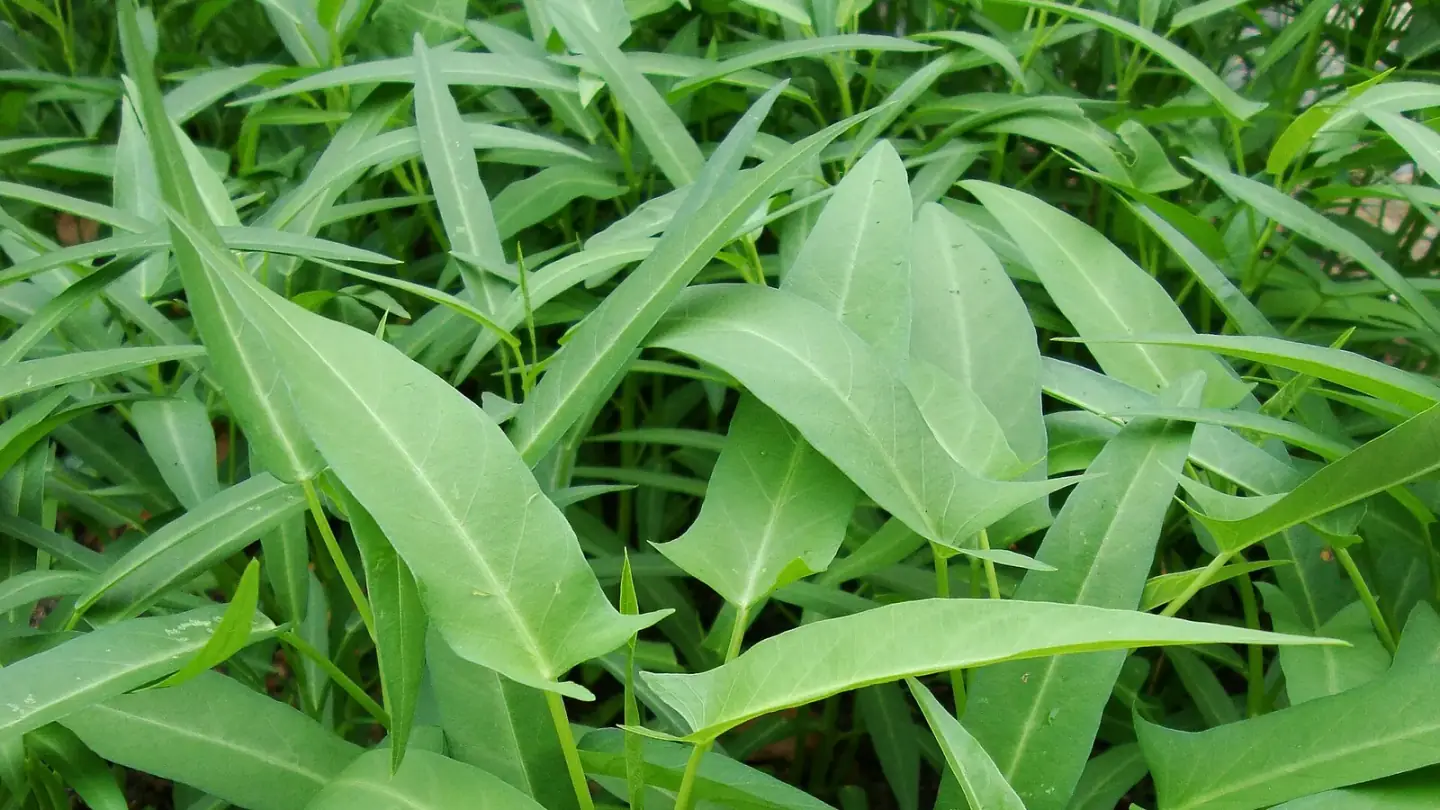 Water Spinach (Ipomoea aquatica) growing in conditions that show its characteristic leaves, stems, flowers, or harvest organ