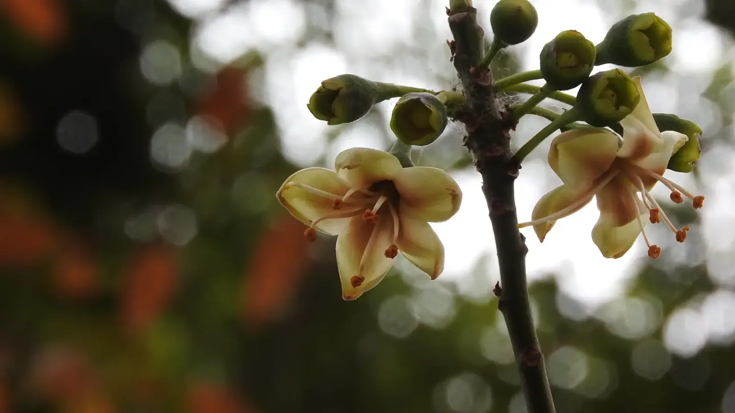 Kapok (Ceiba pentandra) growing in conditions that show its characteristic leaves, stems, flowers, or harvest organ