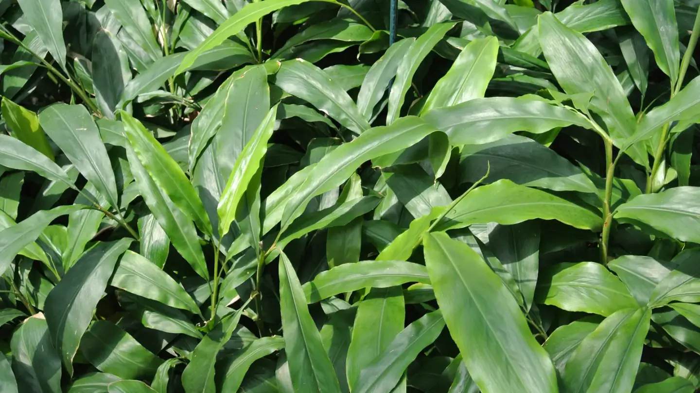 Java Cardamom (Amomum compactum) growing in conditions that show its characteristic leaves, stems, flowers, or harvest organ