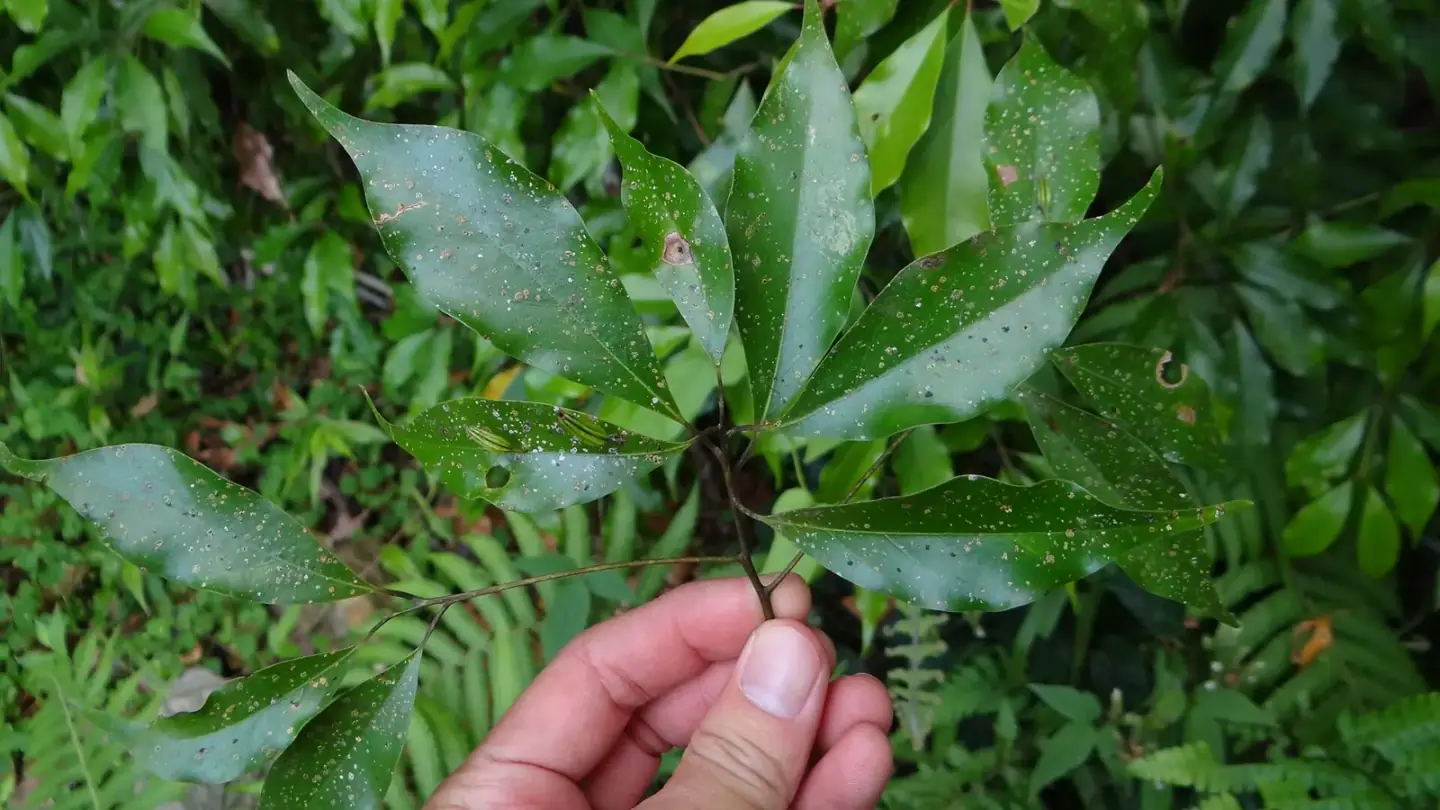 Indonesian Cinnamon (Cinnamomum burmannii) growing in conditions that show its characteristic leaves, stems, flowers, or harvest organ