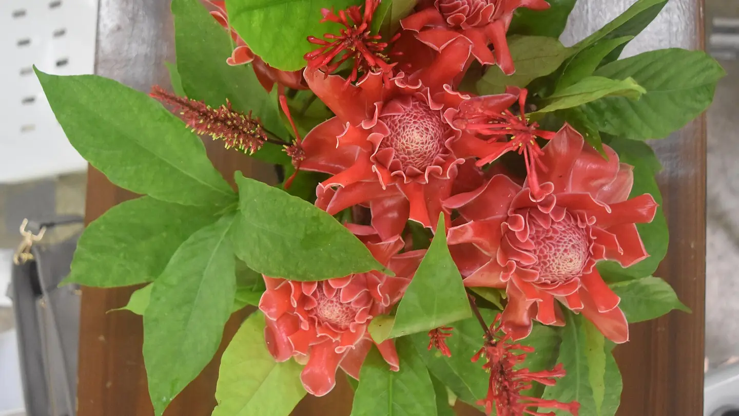 Torch Ginger (Etlingera elatior) growing in conditions that show its characteristic leaves, stems, flowers, or harvest organ