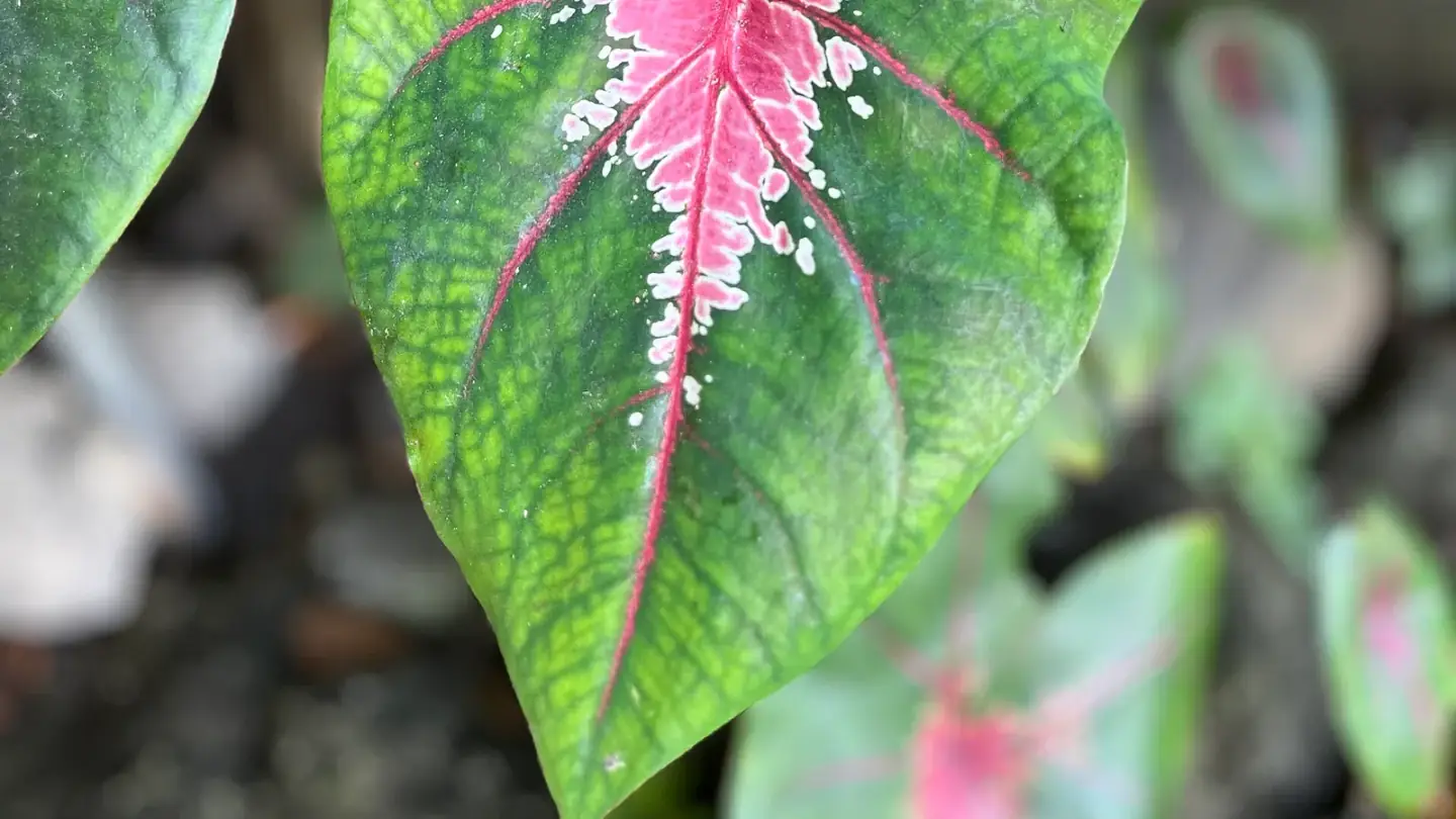 Caladium (Caladium bicolor) growing in conditions that show its characteristic leaves, stems, flowers, or harvest organ